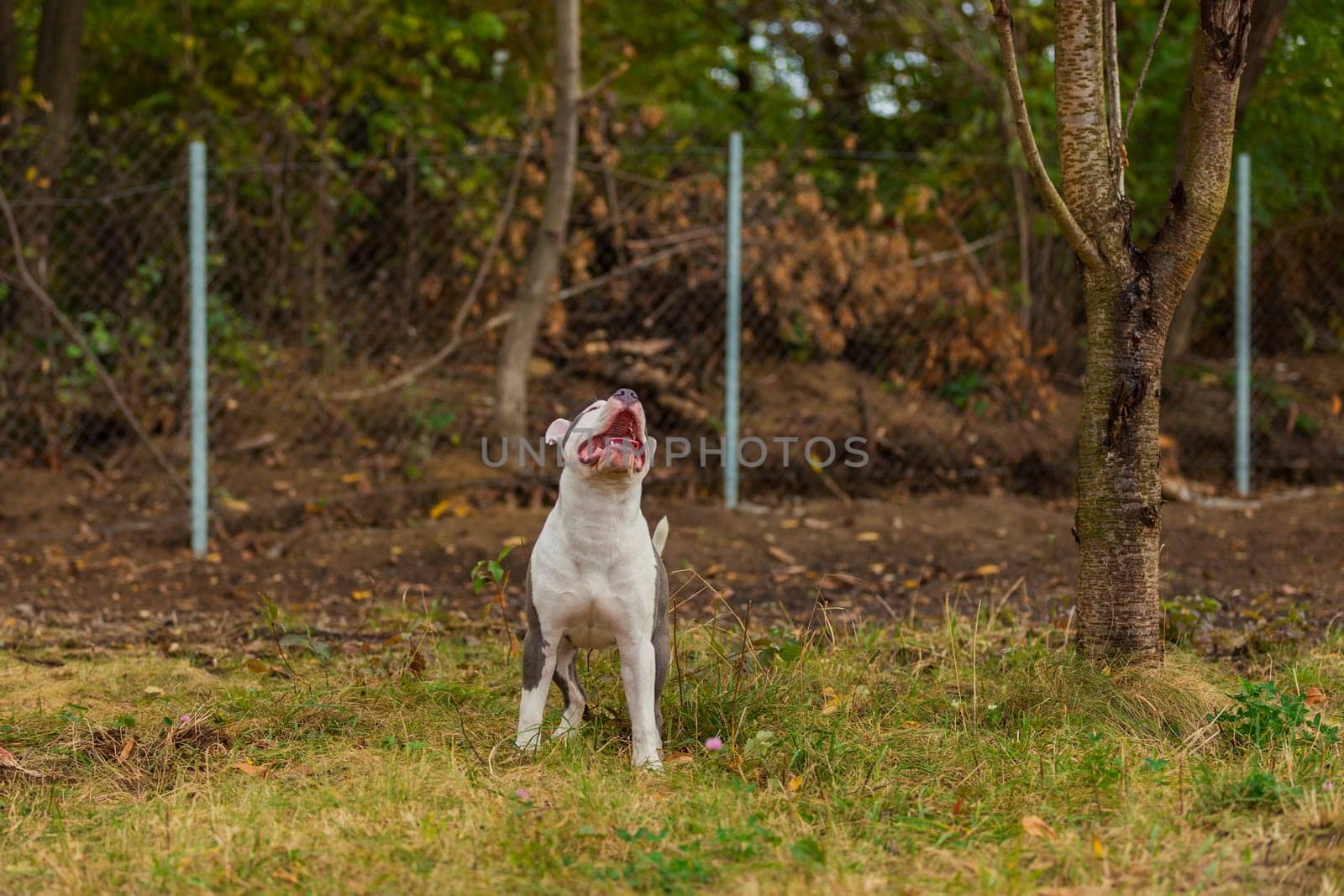 pit bull terrier puppy playing with a balloon outdoors