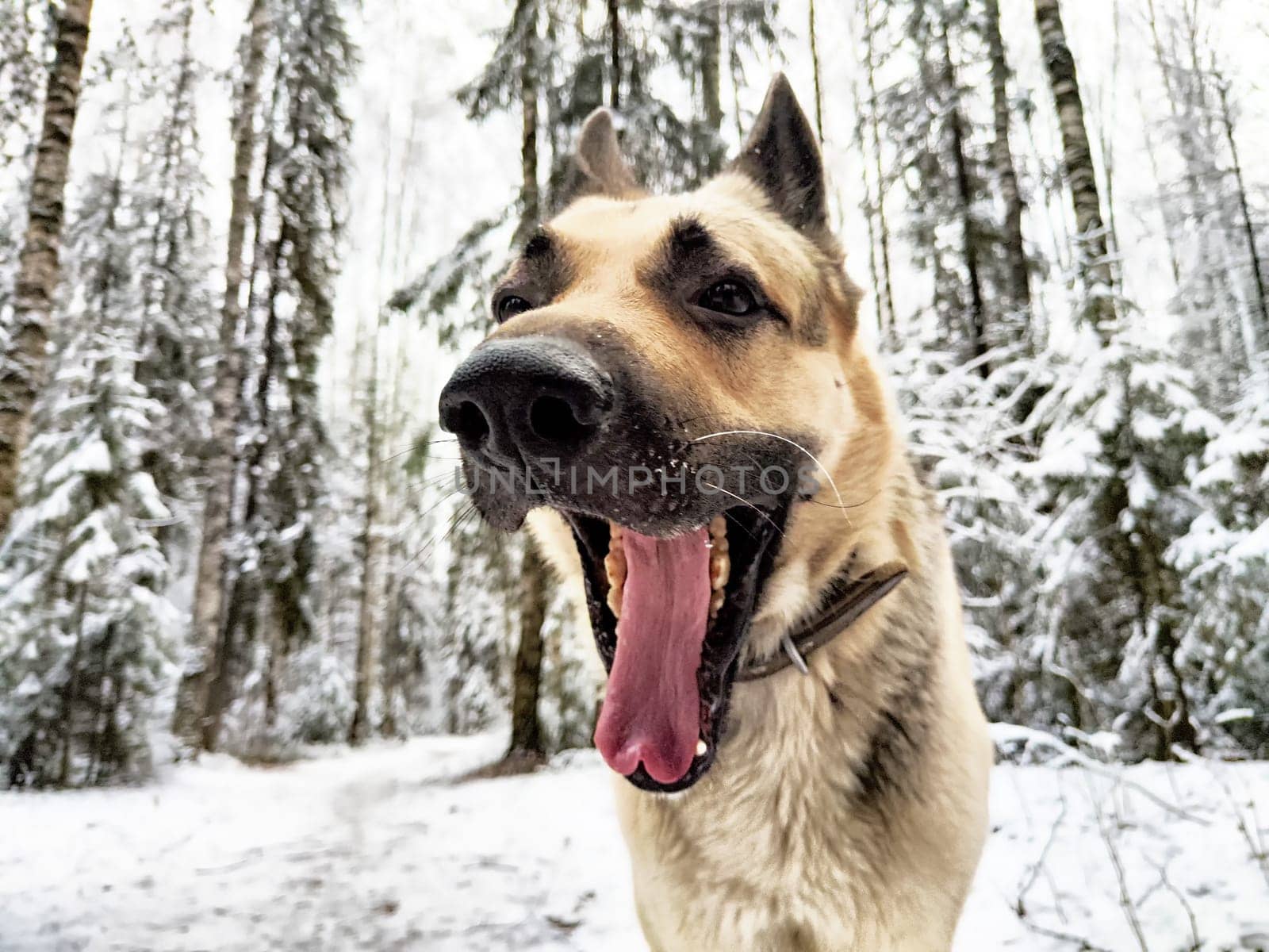 Dog German Shepherd in winter day, white snow and tree around. Waiting eastern European dog veo in park or forest
