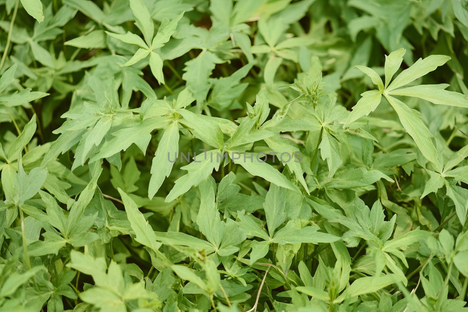 Lush green foliage background for nature and garden designs