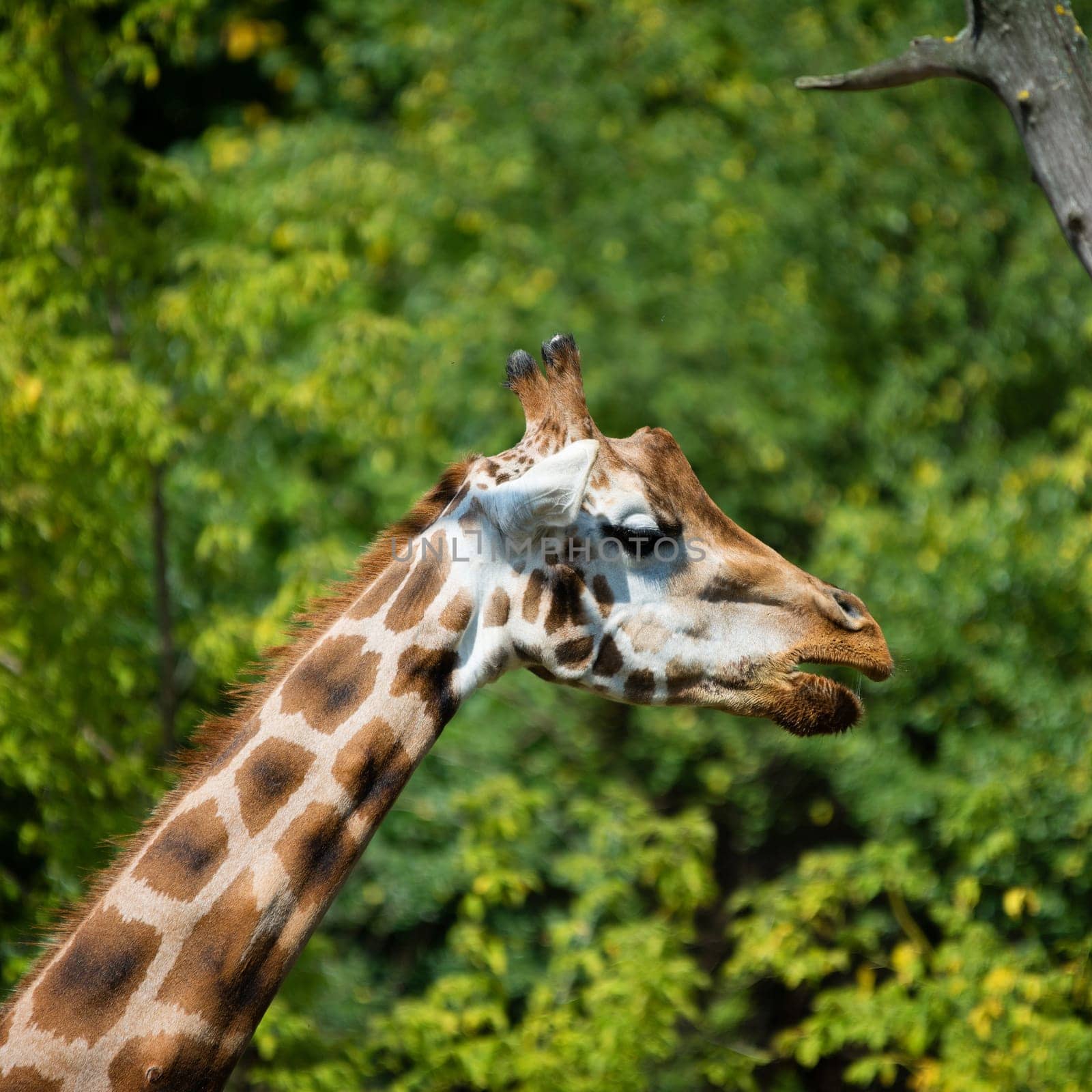 Giraffe in the zoo