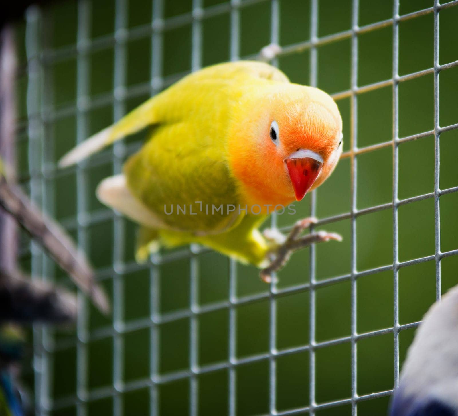 Lovebird parrot