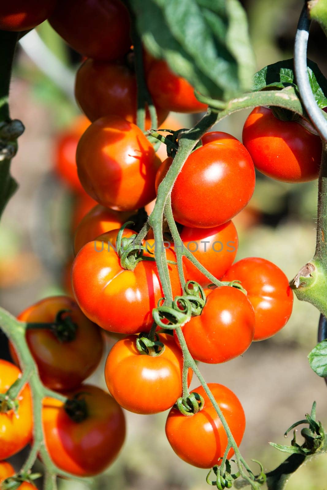 Ripe garden tomatoes ready for picking