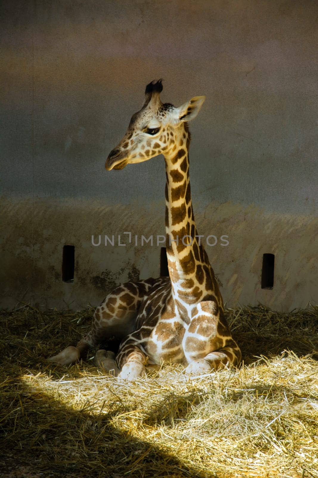 Young Giraffe
