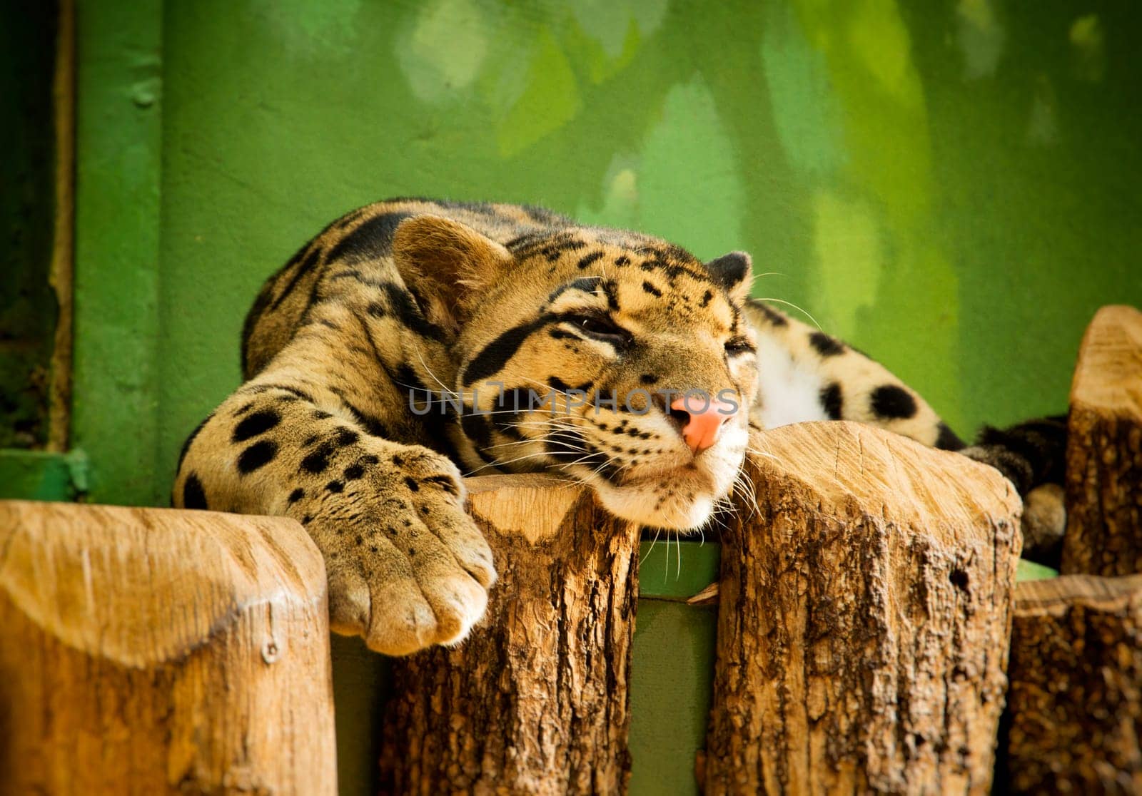 Leopard resting in Zoo