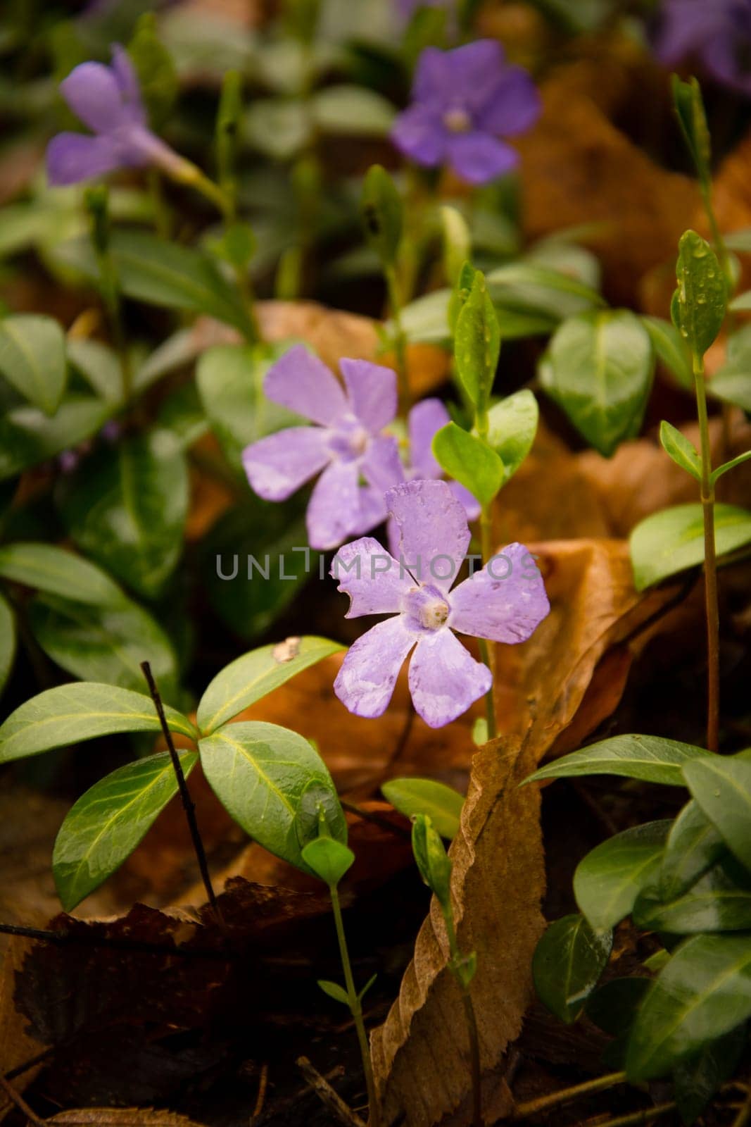 Purple Periwinkle ( Vinca minor )
