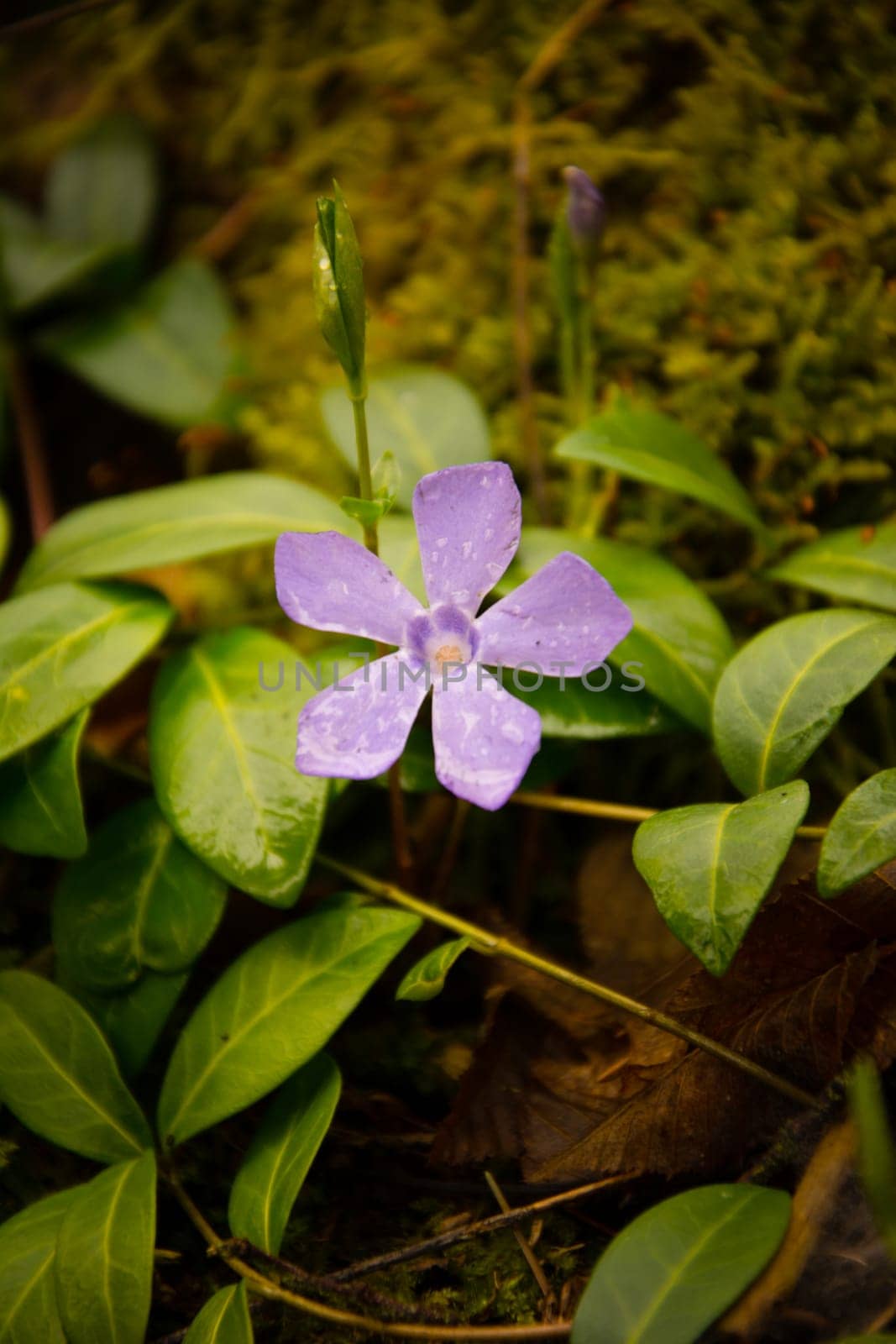 Purple Periwinkle ( Vinca minor )