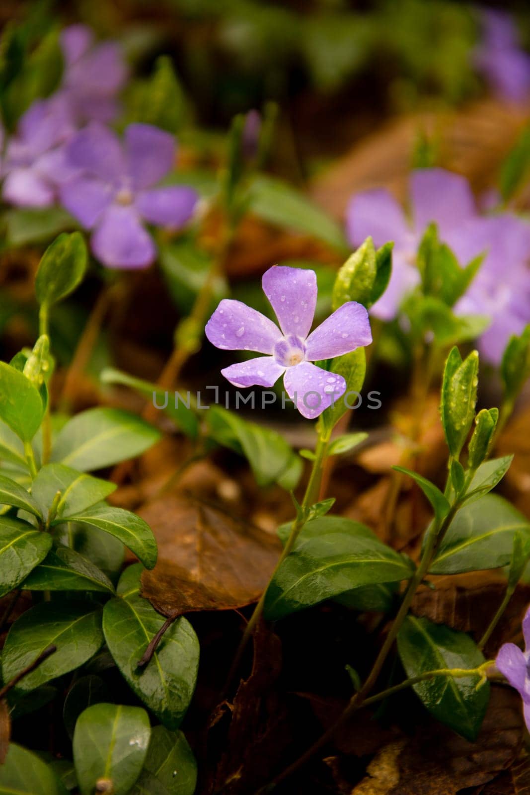 Purple Periwinkle ( Vinca minor )