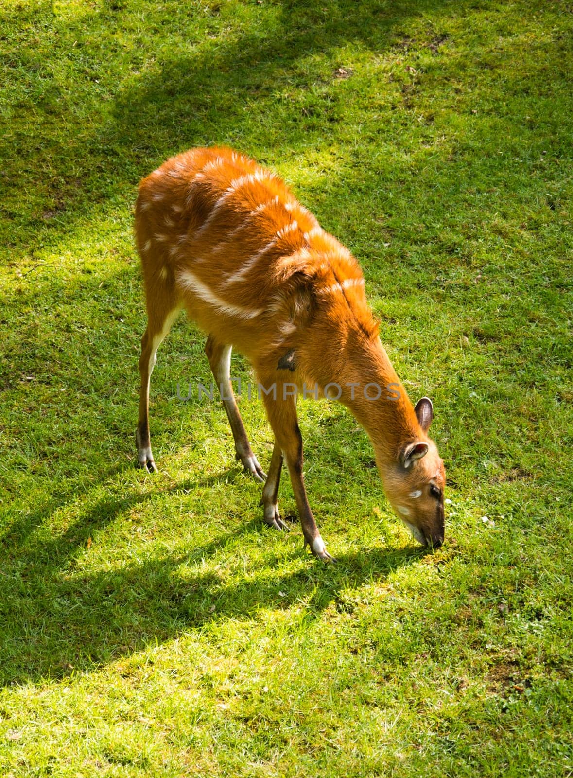Sitatunga antelope