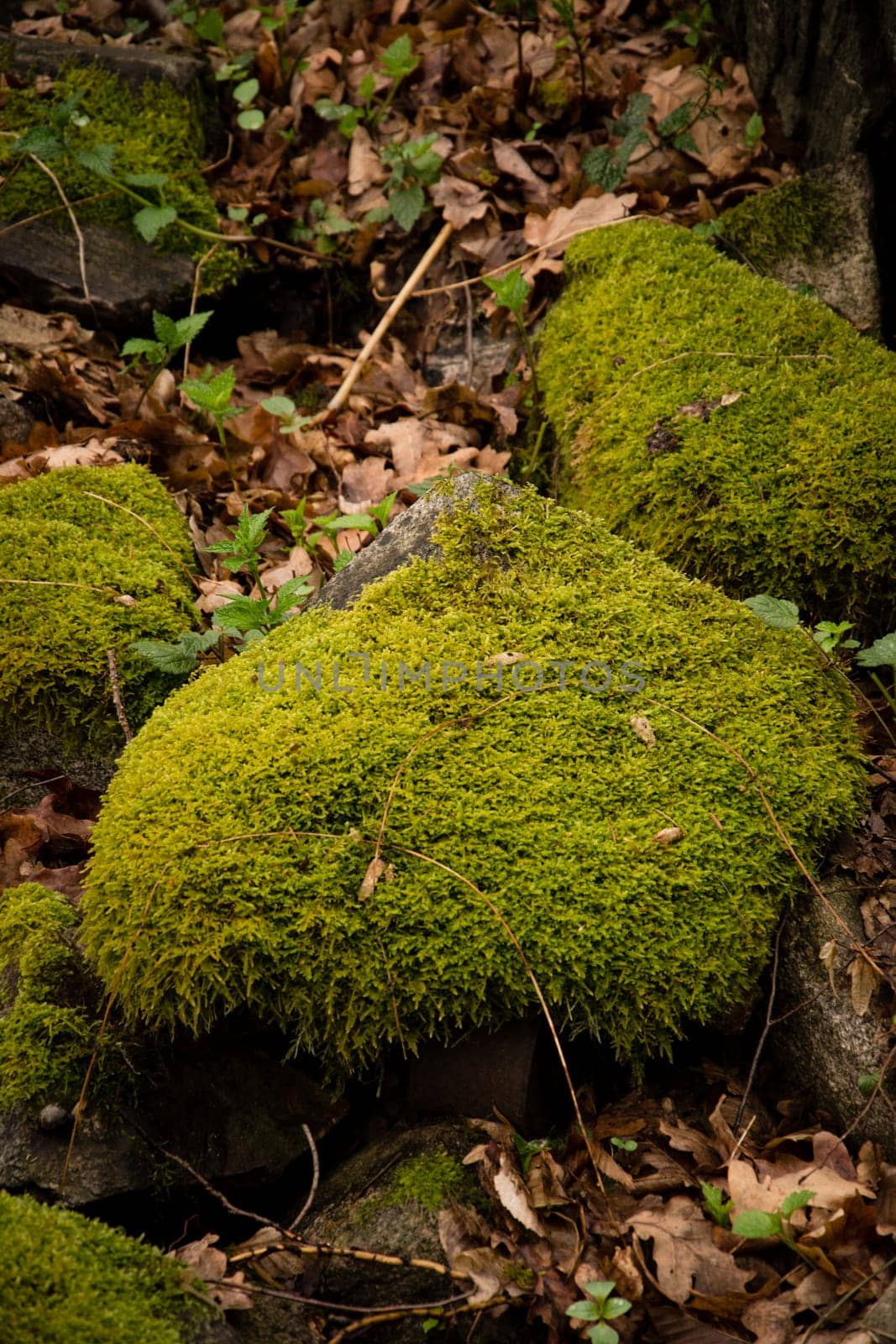 Moss on stone in forest