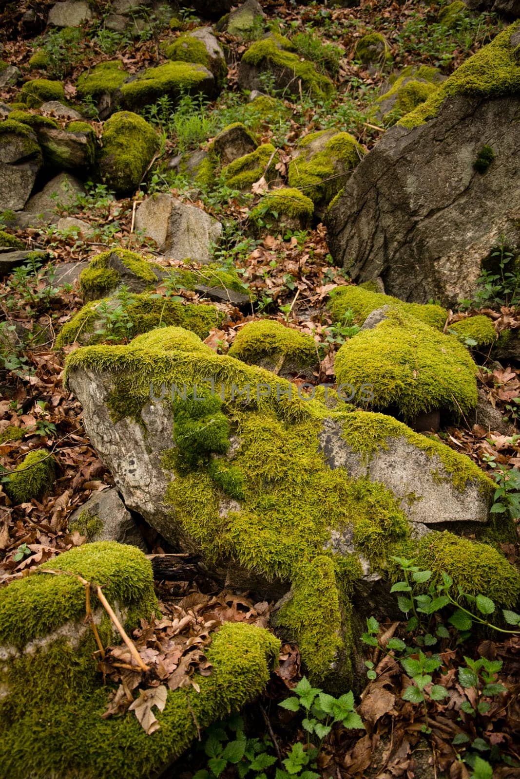Moss on stone in forest