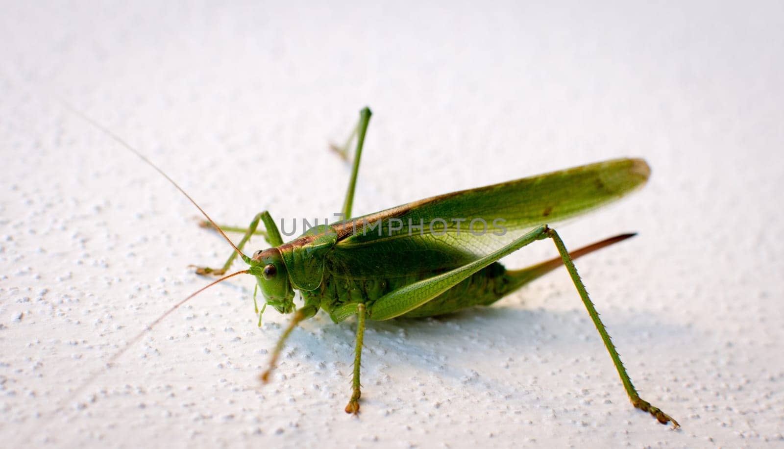 Grasshopper in front of white background