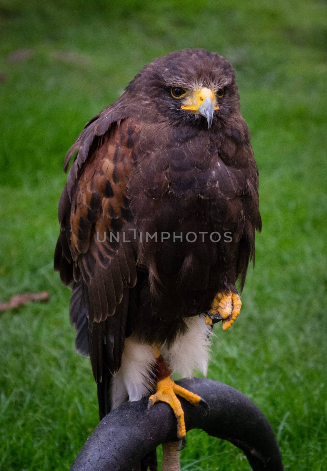Hawk