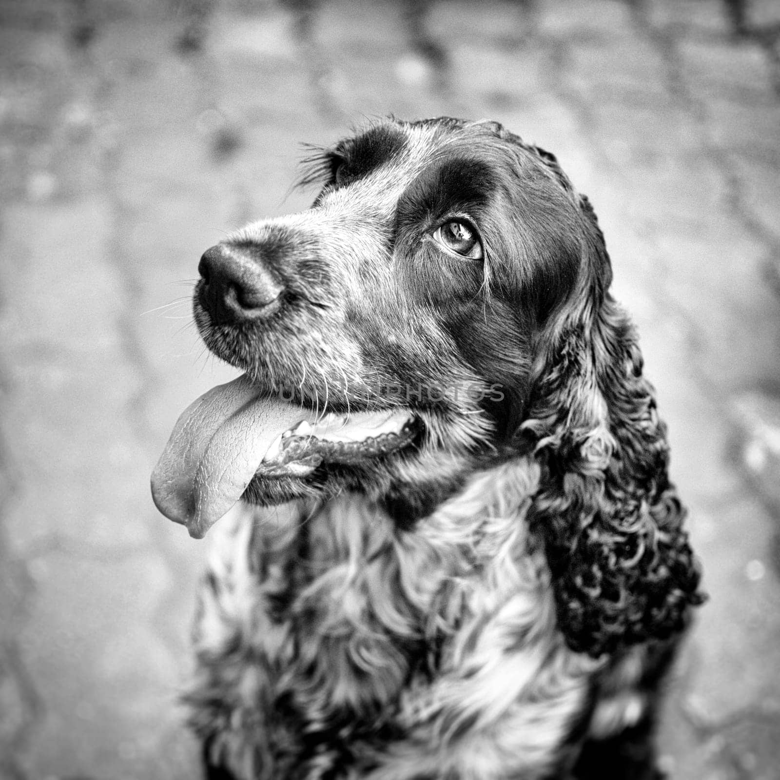 Young dog - cocker spaniel