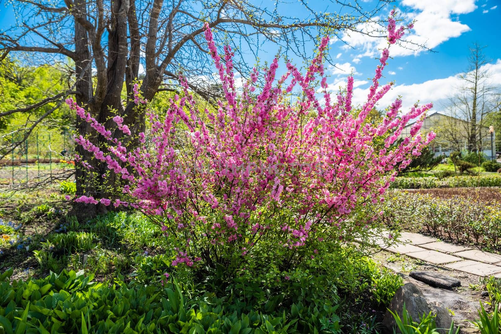 A lush bush with vibrant pink flowers blooming in a sunny botanical garden in Vladivostok, Russia. A stunning addition to spring landscapes and nature scenes