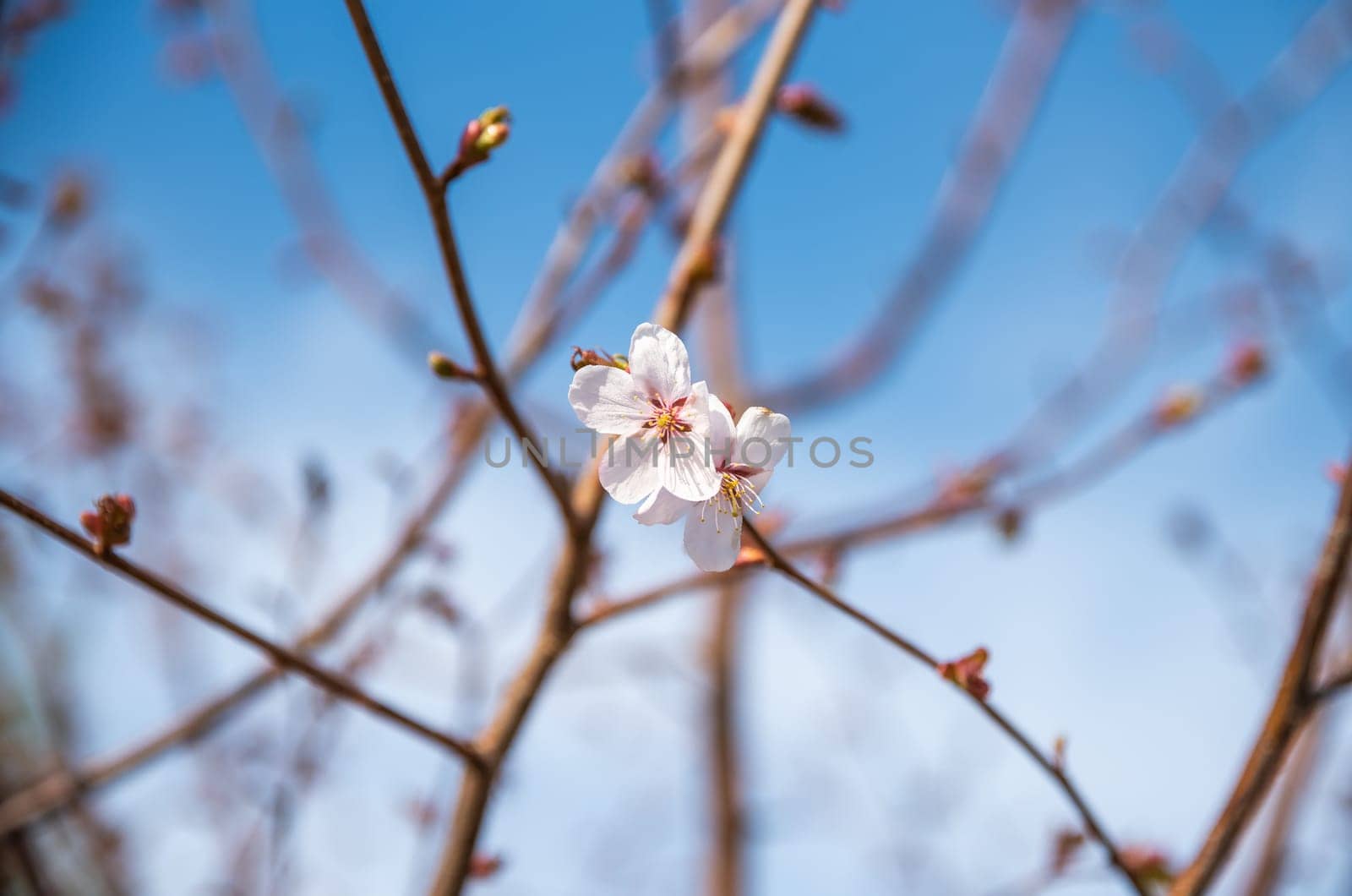 Close-up of a single cherry blossom flower in focus, surrounded by blurred branches and buds, set against a clear blue sky. Perfect for spring-themed designs emphasizing detail