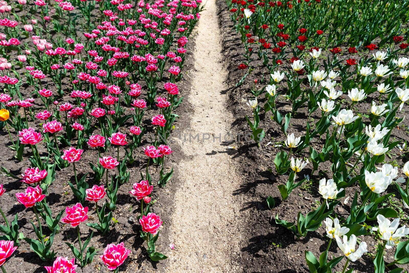 A spring garden path runs between colorful tulip flower beds, showcasing different tulip varieties, including white, red, and pink blossoms, under bright sunlight