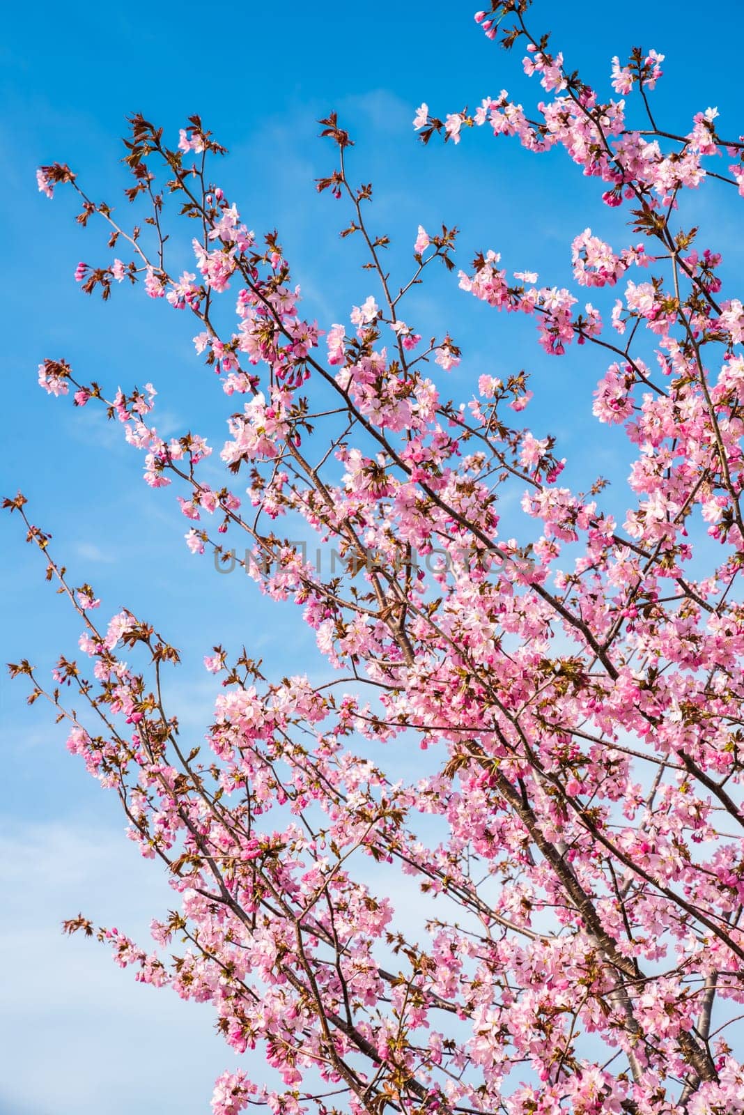 Vertical photo of blooming Japanese cherry blossoms (sakura) in Primorsky Krai, Russian Far East. Pink flowers on branches against a clear blue spring sky
