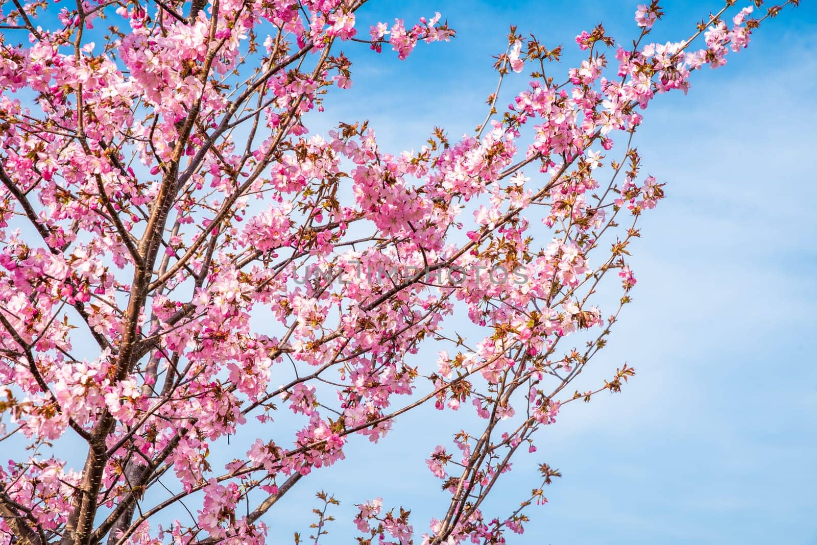 Horizontal photo of blooming sakura branches with pink flowers against a blue sky. Ample empty space for text or logo, perfect for spring-themed designs or backgrounds