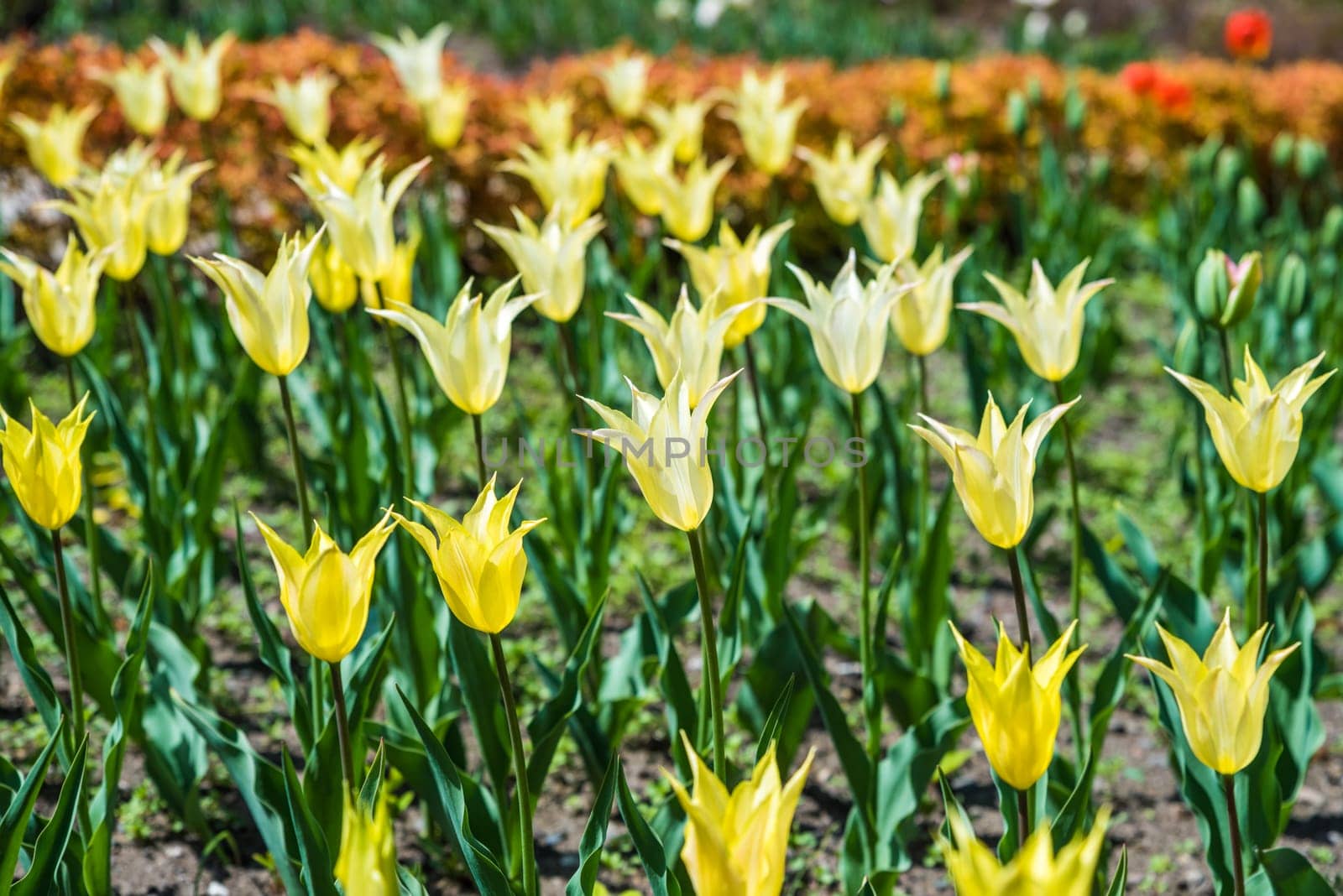 Yellow Lily-flowered tulips blooming in a vibrant spring flowerbed. Their pointed petals and elegant shape create a postcard-perfect scene with a colorful background