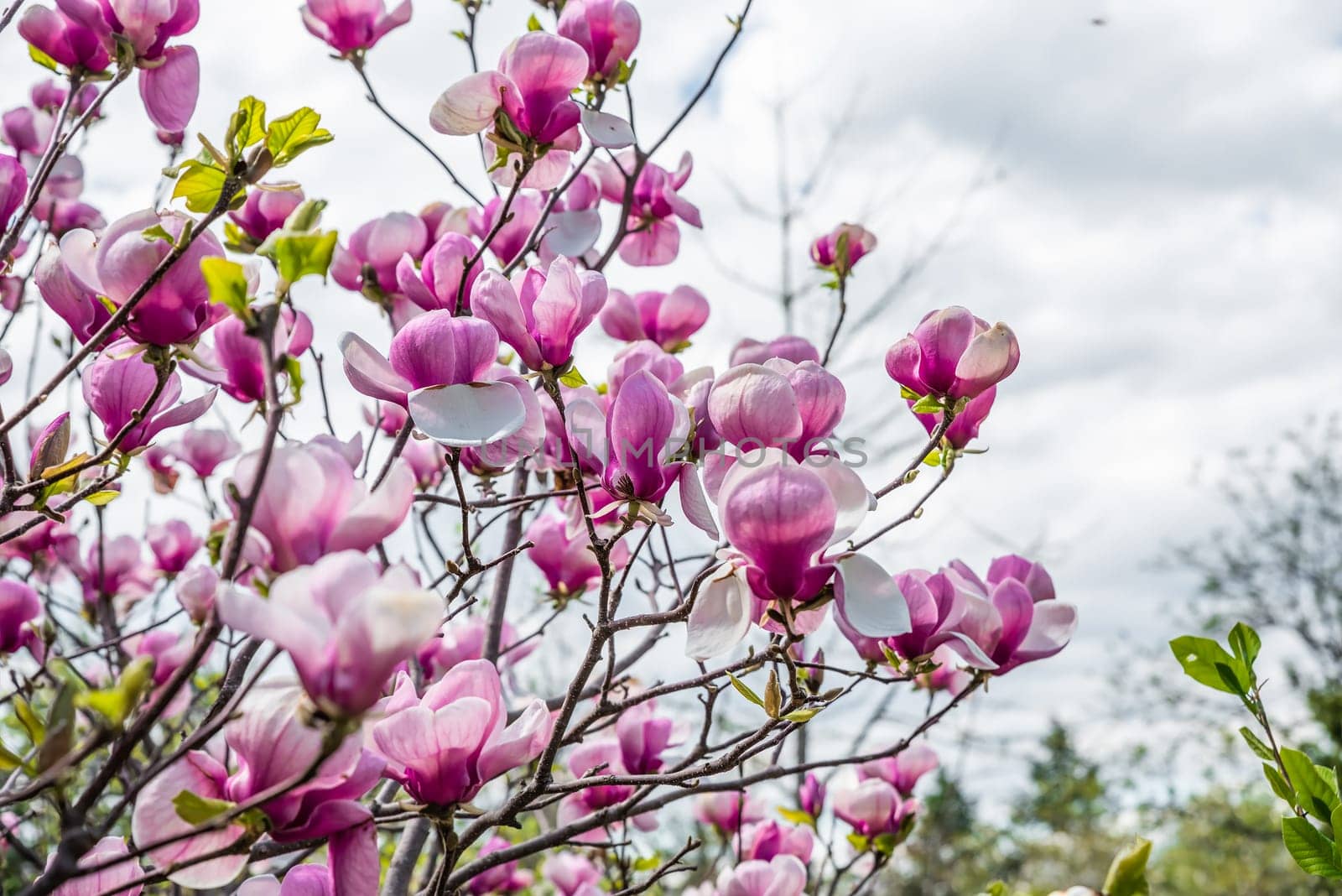 Blooming pink saucer magnolias against a bright spring sky, with fresh green leaves. Photographed in Primorsky Krai, Russian Far East