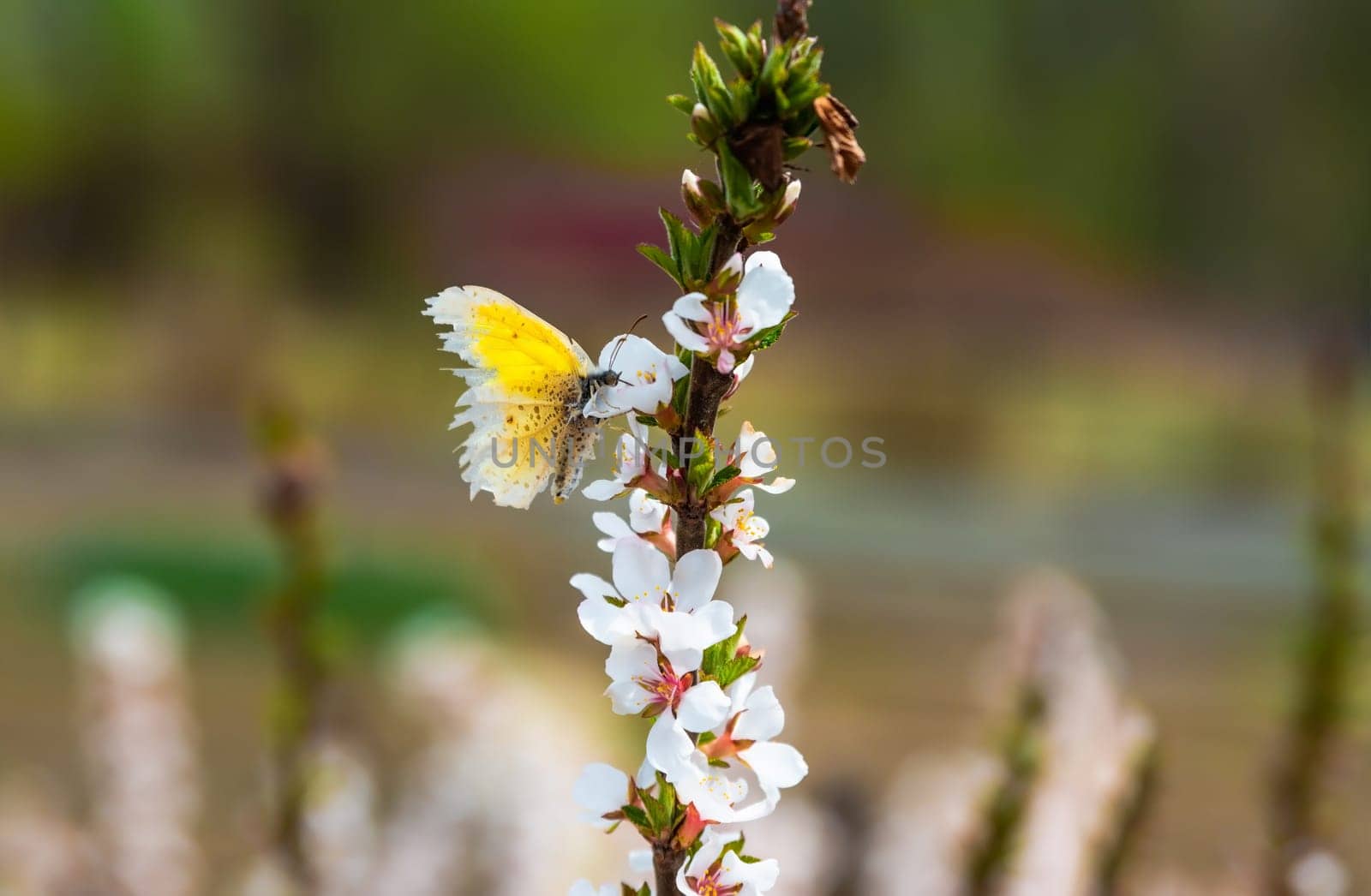 A vibrant yellow butterfly,  from the Pieridae family (Colias or Eurema genus), rests on blooming cherry blossoms in a spring garden with a blurred natural background