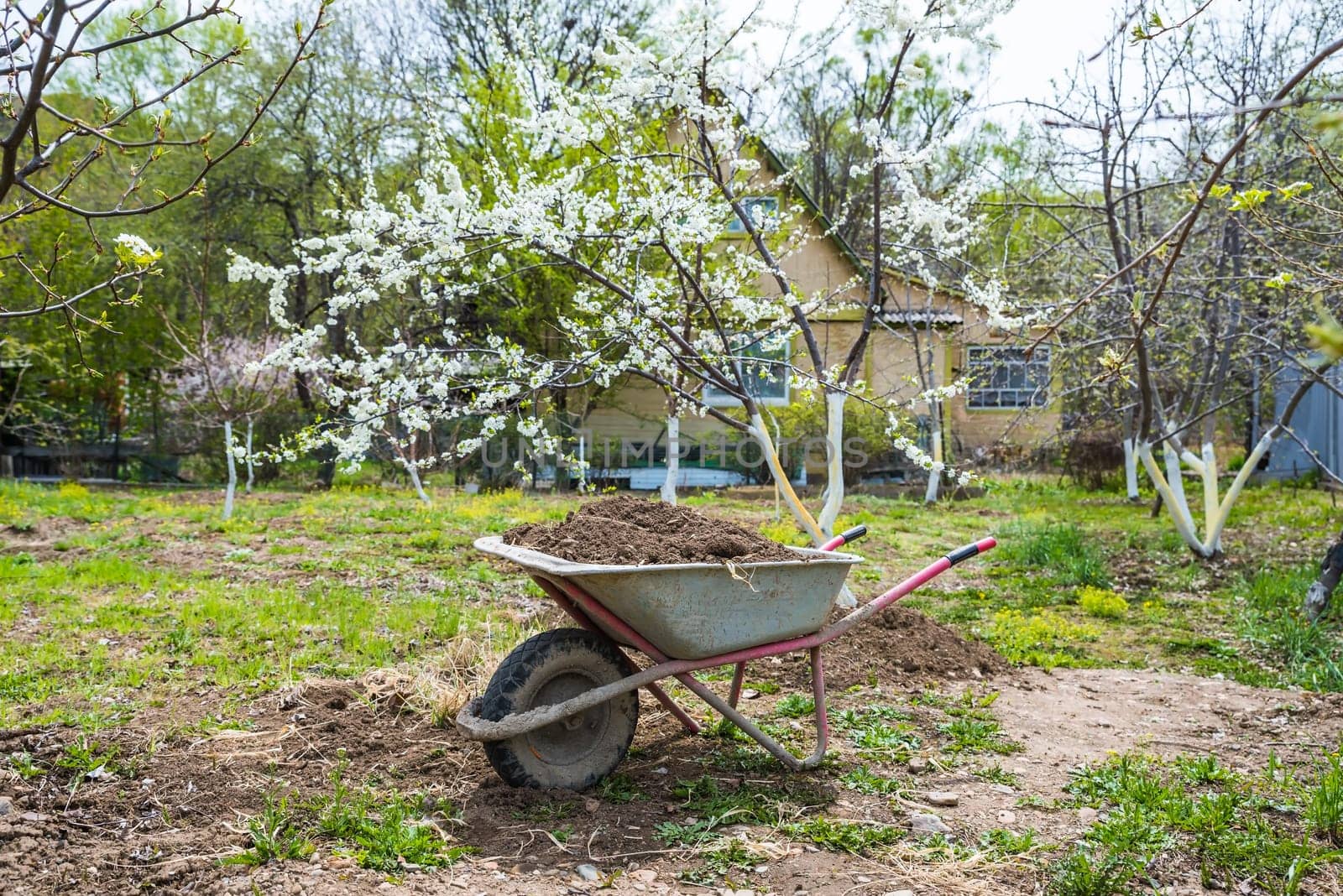 A garden wheelbarrow filled with soil and manure for spring fertilizing stands under a blooming tree in a green garden. A rural house is visible in the background