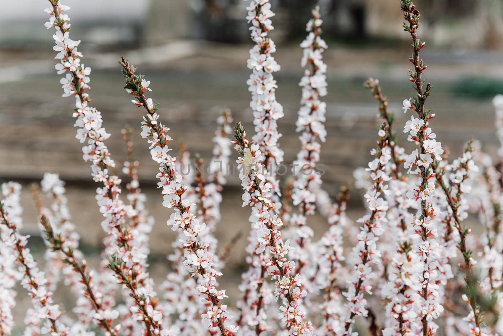 Cherry blossoms in full bloom, showcasing delicate white petals on thin branches. Captured in a soft focus, symbolizing spring, renewal, and the beauty of nature's beginnings