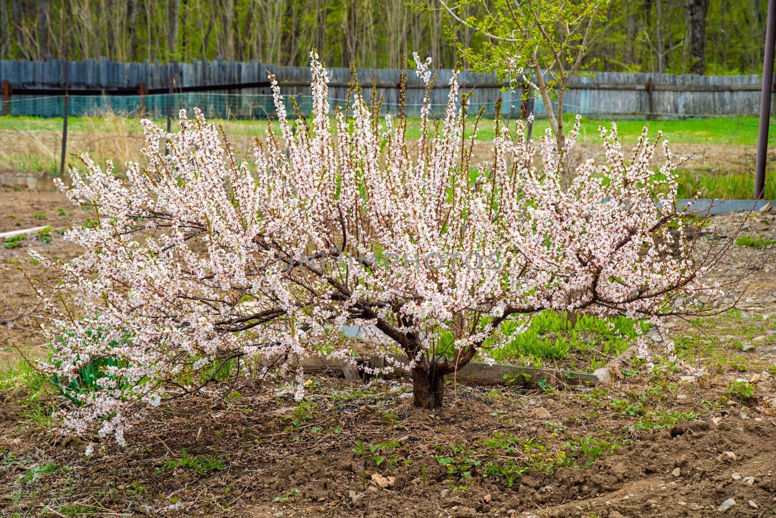 A blooming cherry tree in full view during spring, surrounded by fresh greenery and soil, set against a rustic Far East Russian garden with a fence in the background