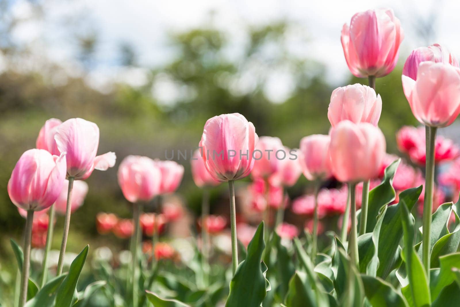 Pink tulips of the "Angelique" variety blooming against a blurred sky and lush greenery background, creating a serene and vibrant floral scene perfect for postcards or designs with copy space