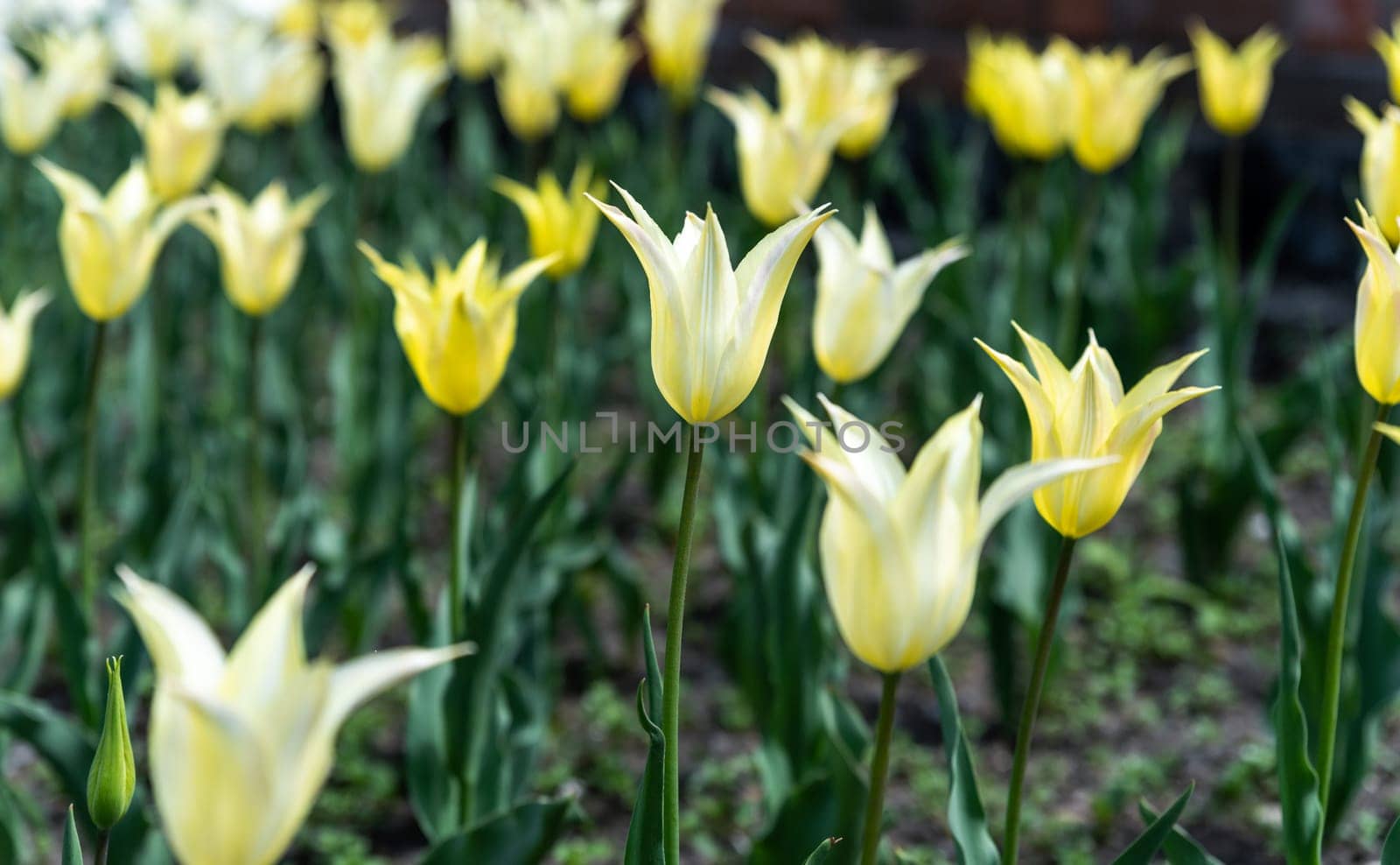 Yellow tulips in full bloom on a flowerbed during spring. A soft-focus background creates a dreamy atmosphere, perfect for a postcard or design with copy space