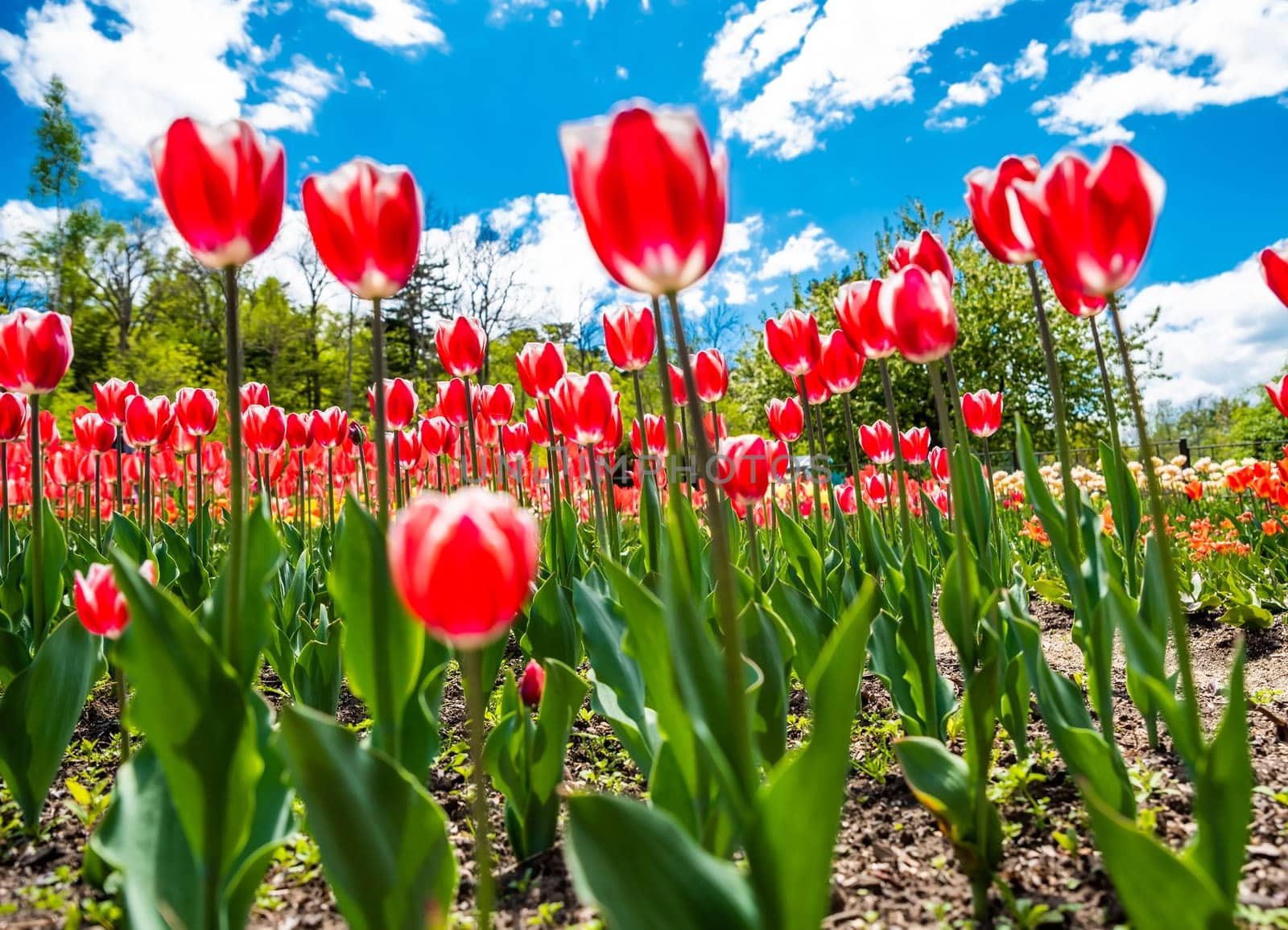 Bright red tulips blooming in a garden under a vibrant blue sky with fluffy white clouds, creating a cheerful spring atmosphere