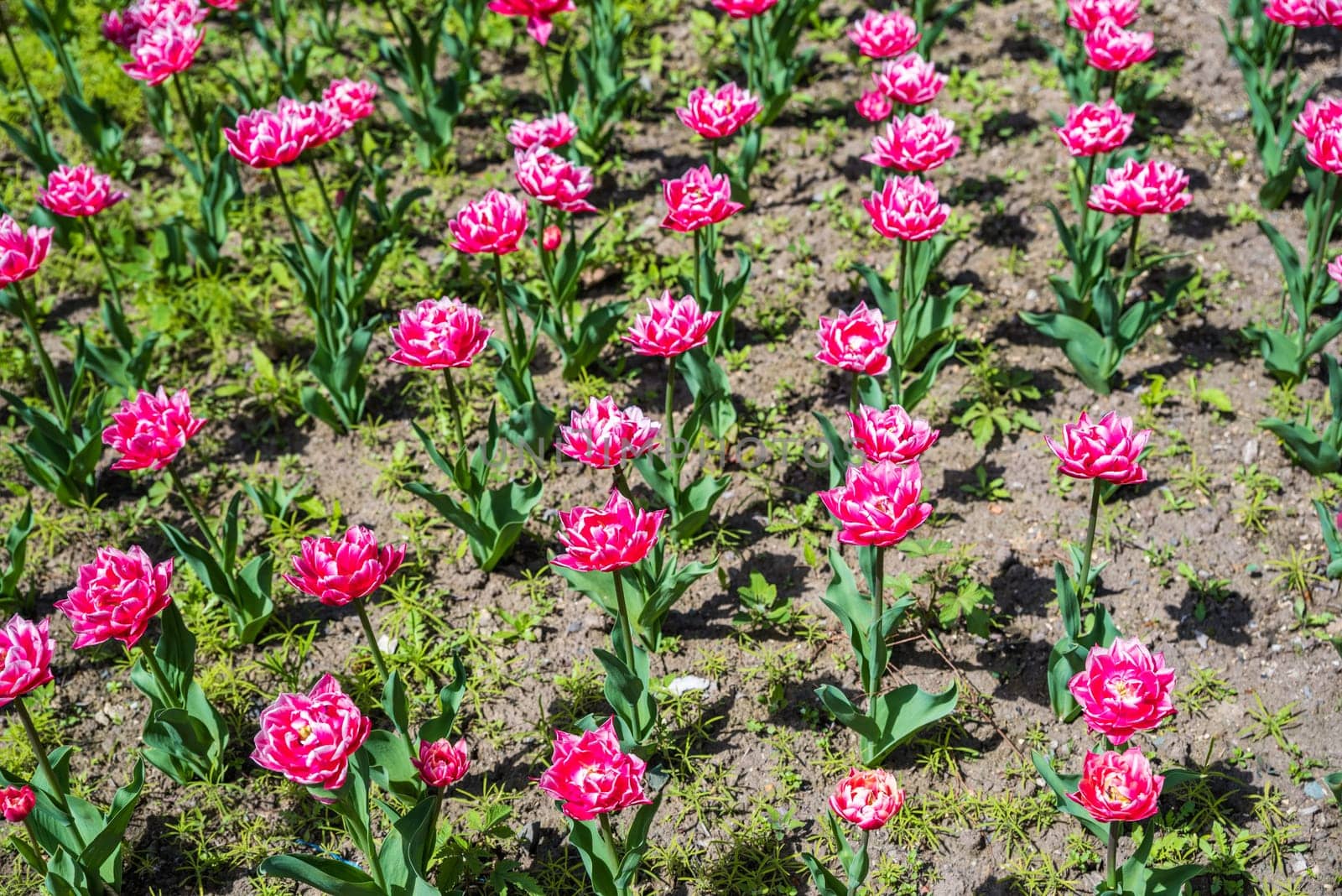 Bright pink tulips blooming in a garden during spring, symbolizing renewal and the beginning of the season. Perfect for greeting cards or spring-themed designs