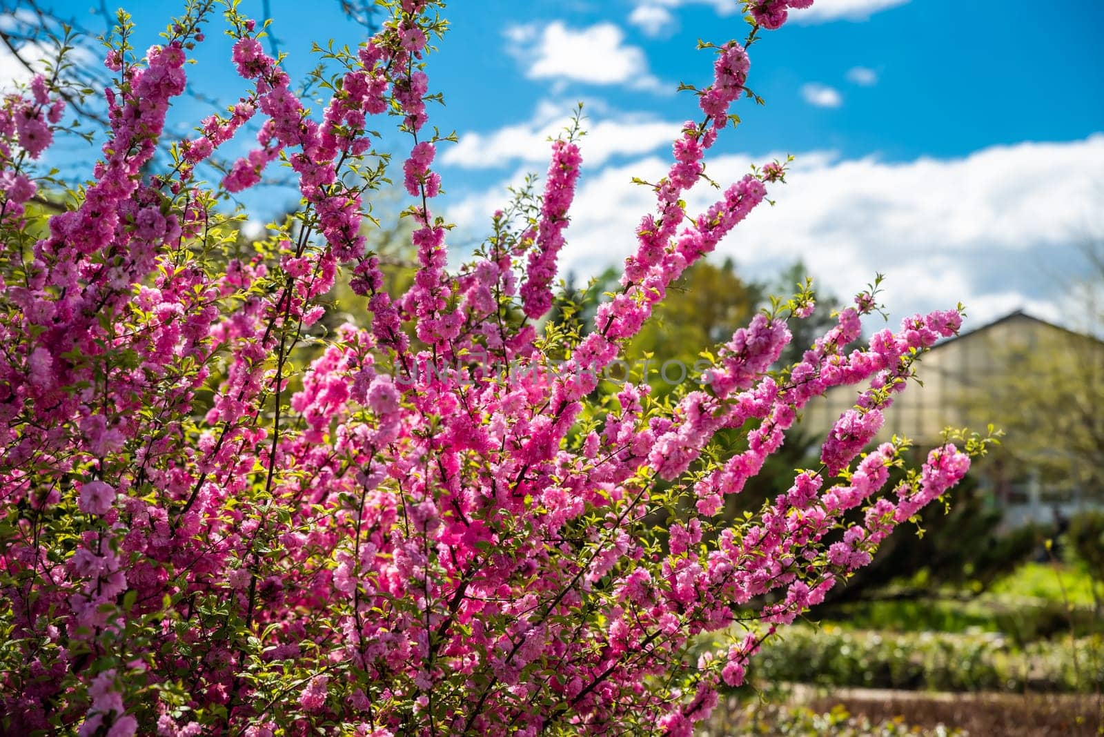 Blooming branches of double-flowered Prunus triloba, covered with vivid pink blossoms, stand out against a clear blue sky in a botanical garden. A vibrant symbol of spring in Russia