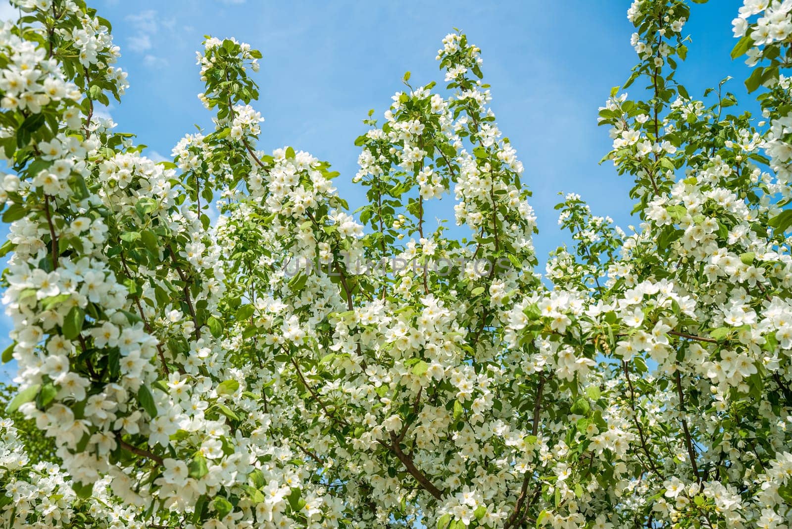 Flowering apple tree branches with fragrant white blossoms against a bright blue spring sky. Perfect as a nature background or postcard with copy space