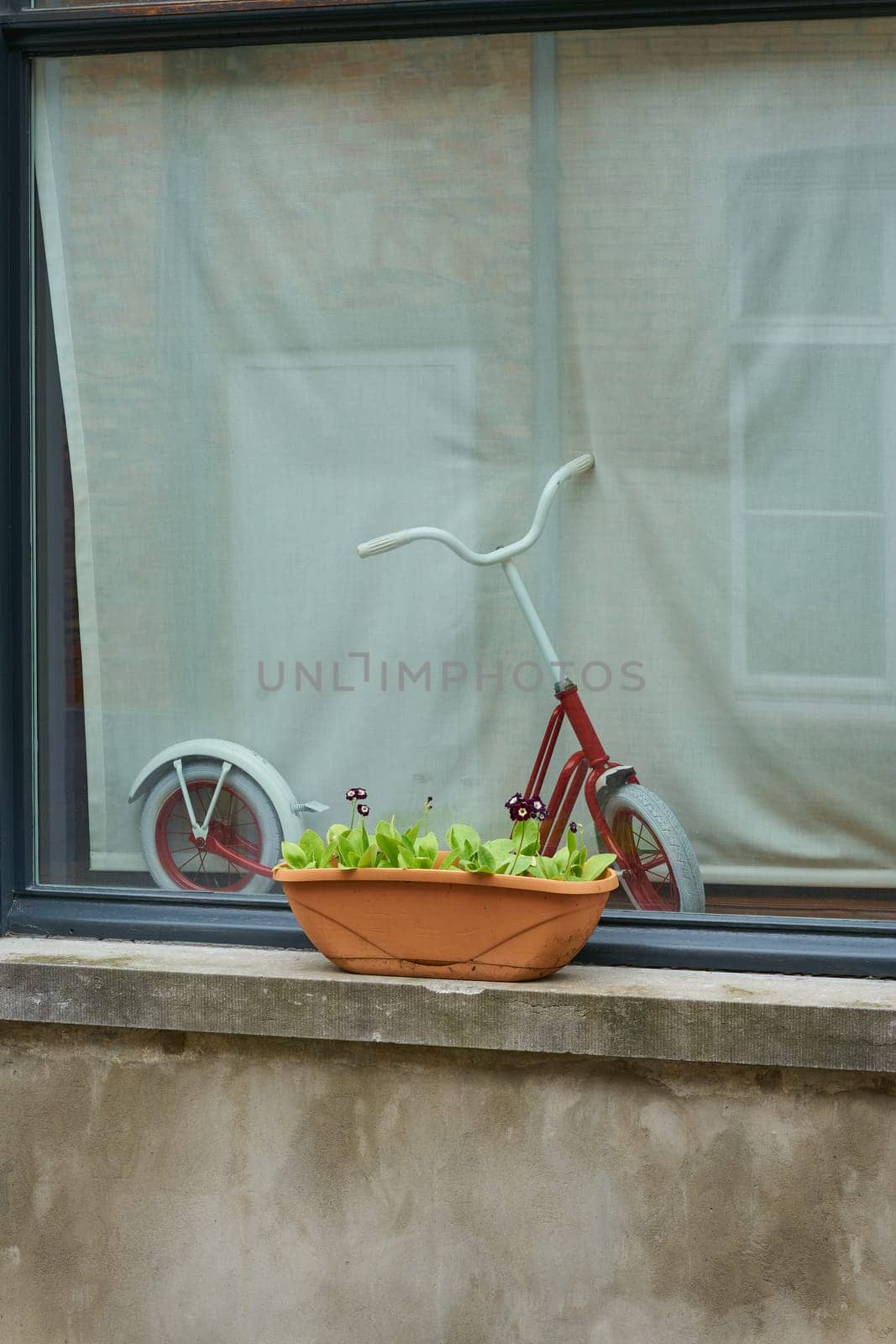 Flowers as decoration on a windowsill and a scooter behind a window pane in Bruges, Belgium
