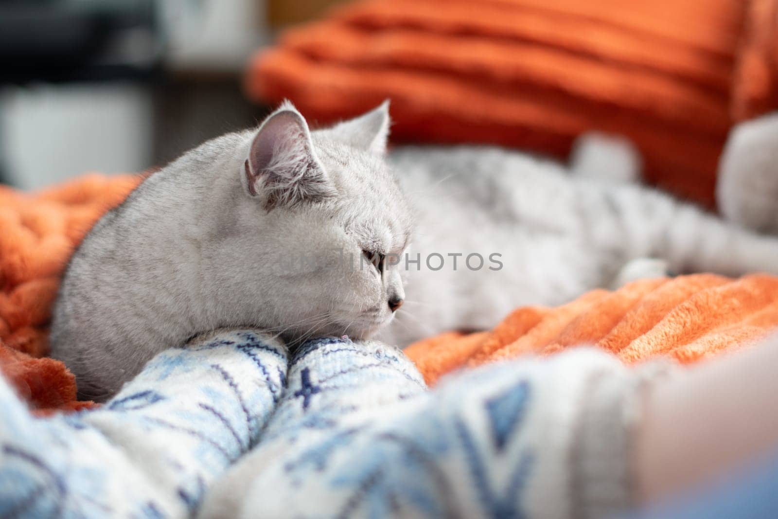 A sleepy kitten with paws sleeps comfortably on an orange blanket, resting in a warm cozy house at the feet of its owner in blue woolen socks,