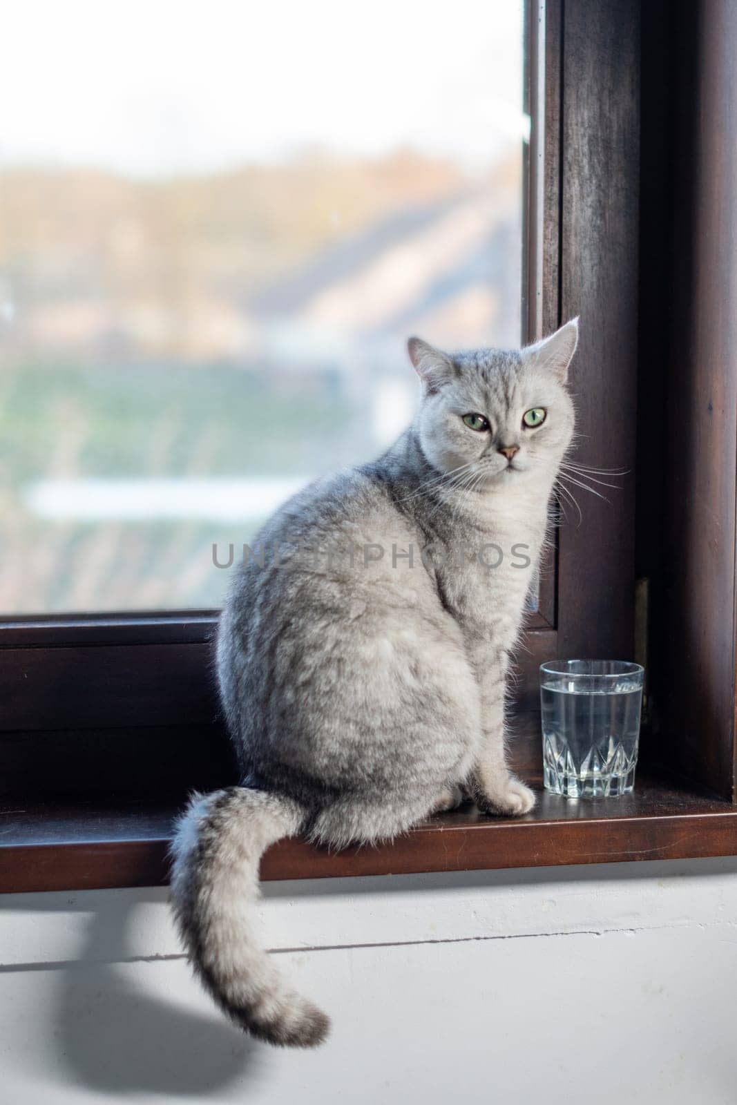 Gray cat sits in front of glass of water on wooden windowsill and looks at the camera, animal behavior concept, how to teach a cat to drink enough water, put a bowl of water near the sleeping place,