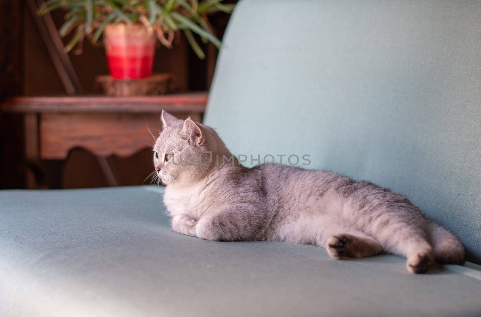 Scottish straight gray kitten peacefully lying on blue sofa in room with sleepy eyes and folded front paws, concept of comfort and warmth for pet,