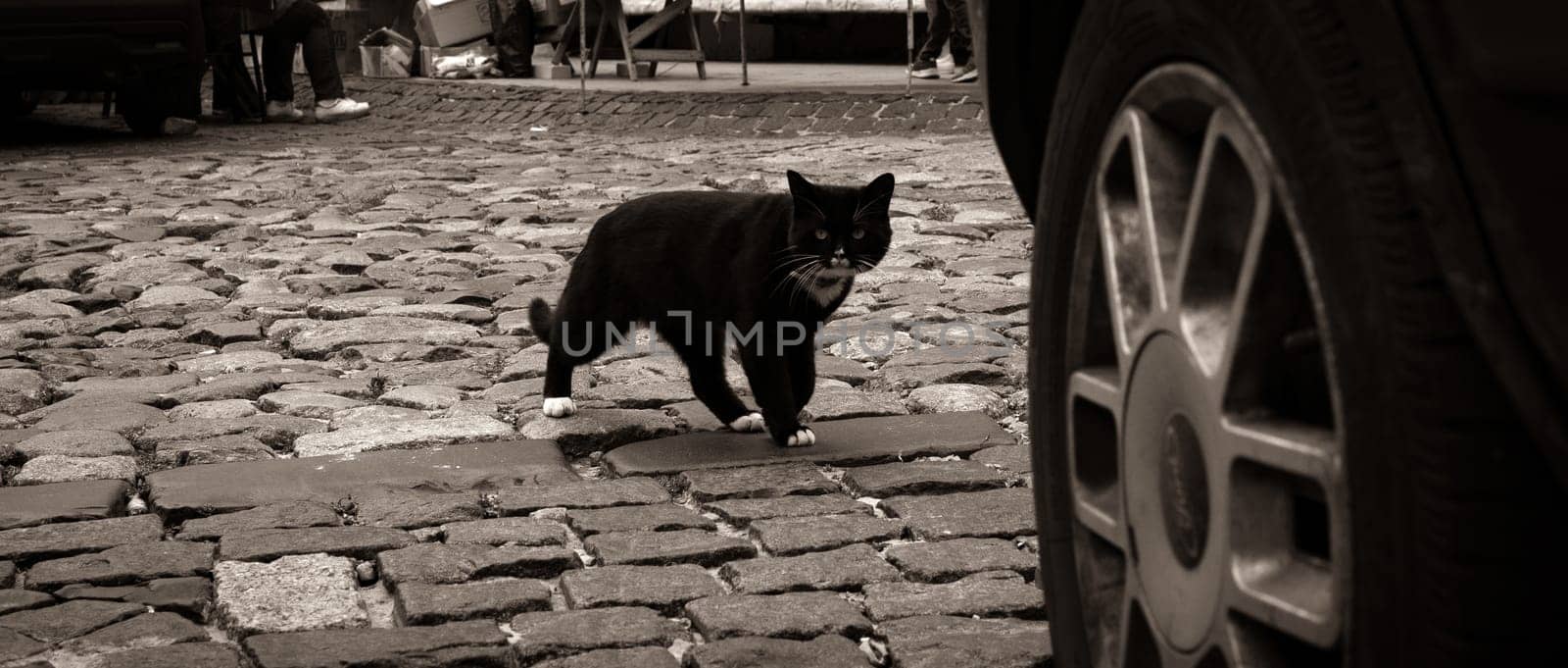 A black cat sits on a sidewalk tile in the city in an interesting funny pose with a surprised look. High quality photo