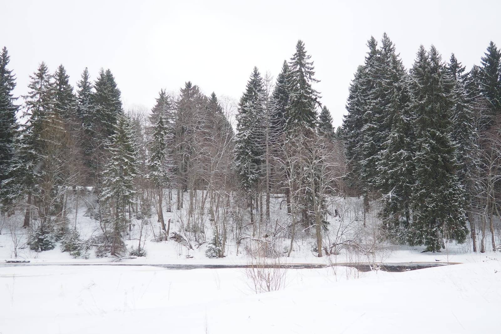 A spruce forest, or spruce grove, is an old natural forest in which the dominant species is the spruce Picea. It belongs to the evergreen dark coniferous forests. The Lososinka River in Karelia.