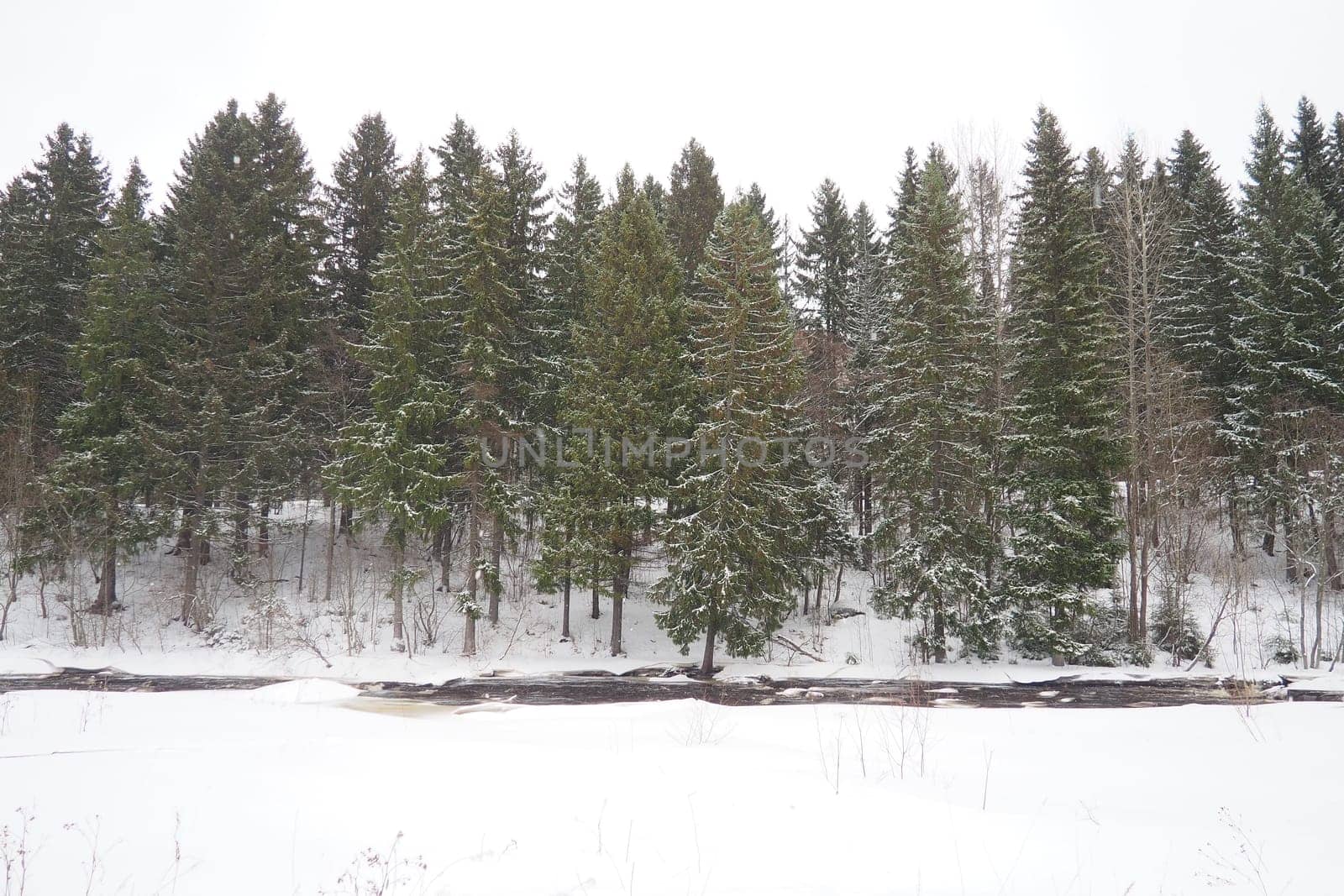A spruce forest, or spruce grove, is an old natural forest in which the dominant species is the spruce Picea. It belongs to the evergreen dark coniferous forests. The Lososinka River in Karelia.