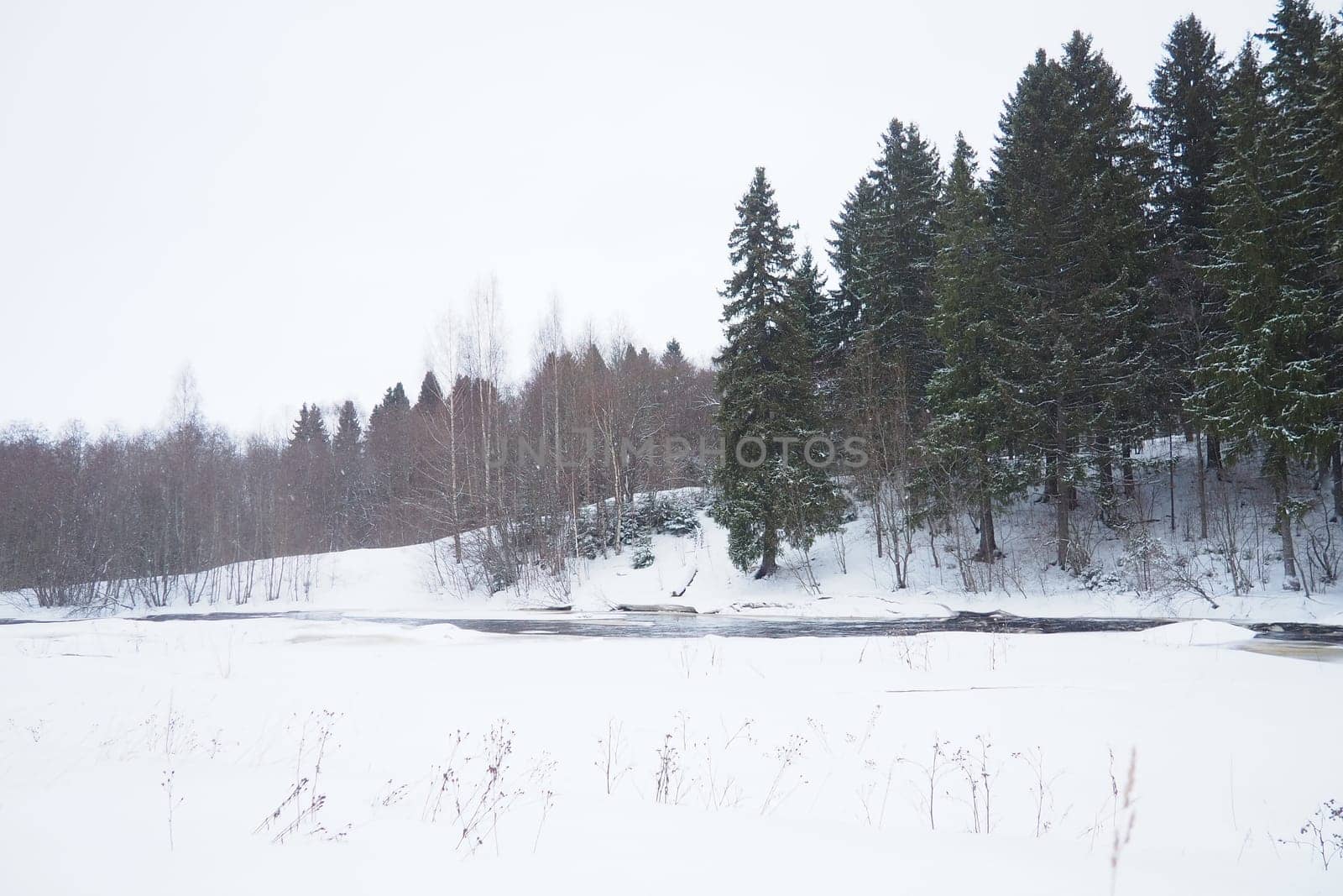 A spruce forest, or spruce grove, is an old natural forest in which the dominant species is the spruce Picea. It belongs to the evergreen dark coniferous forests. The Lososinka River in Karelia.