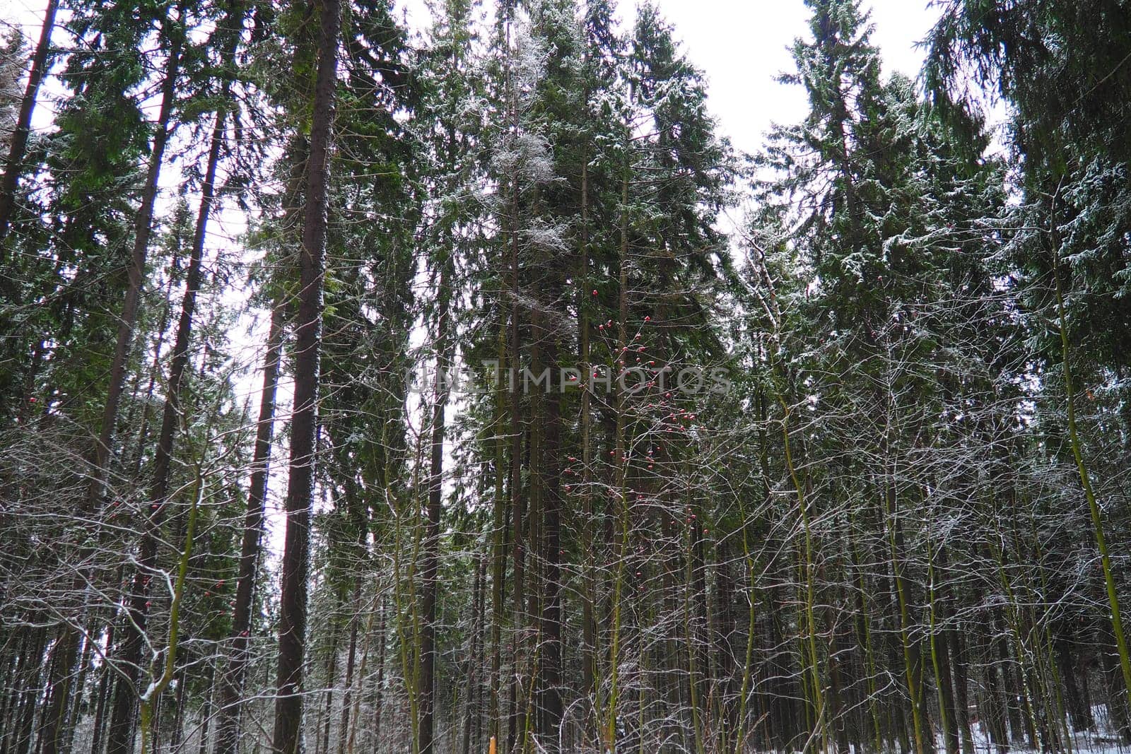 Spruce Picea is a coniferous evergreen tree of the Pine family Pinaceae. Evergreen trees. Common spruce, or Norway spruce Picea abies is widespread in northern Europe. Snowy winter coniferous forest.
