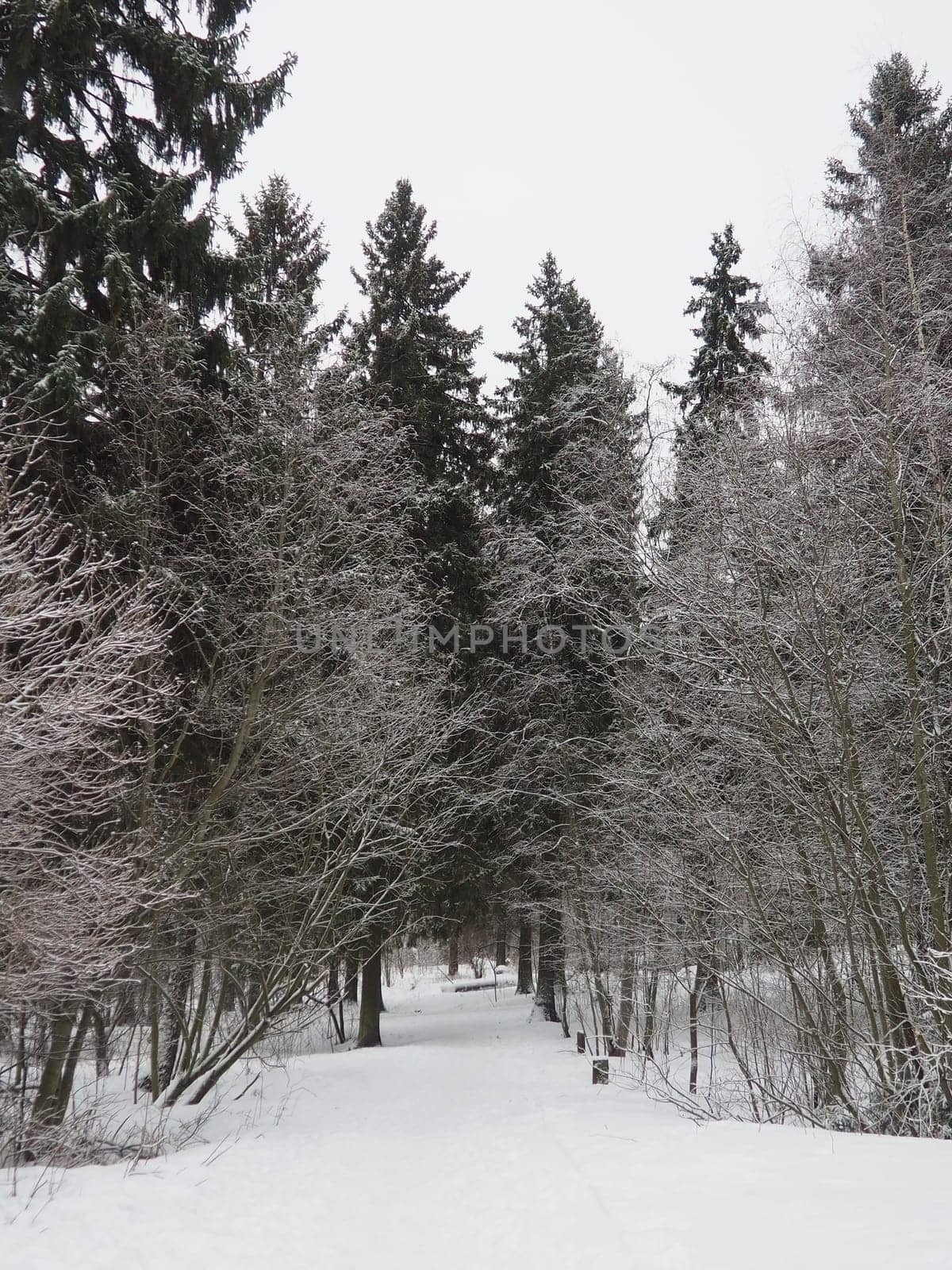 Spruce Picea is a coniferous evergreen tree of the Pine family Pinaceae. Evergreen trees. Common spruce, or Norway spruce Picea abies is widespread in northern Europe. Snowy winter coniferous forest.