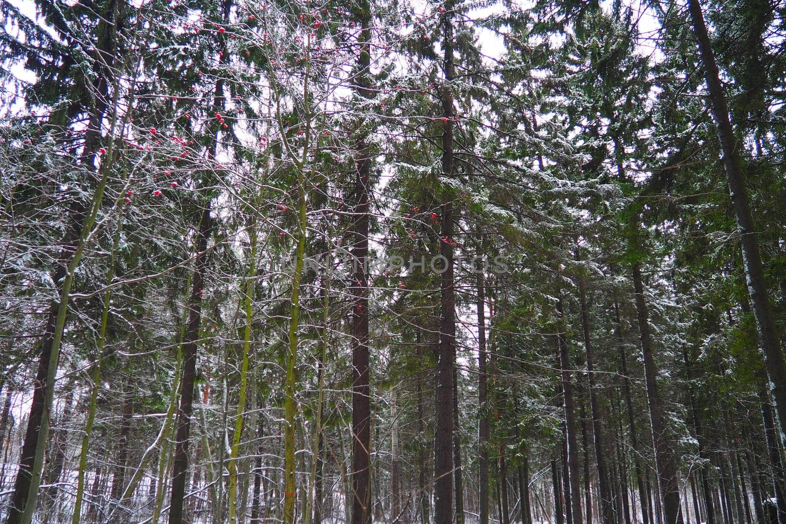Spruce Picea is a coniferous evergreen tree of the Pine family Pinaceae. Evergreen trees. Common spruce, or Norway spruce Picea abies is widespread in northern Europe. Snowy winter coniferous forest.