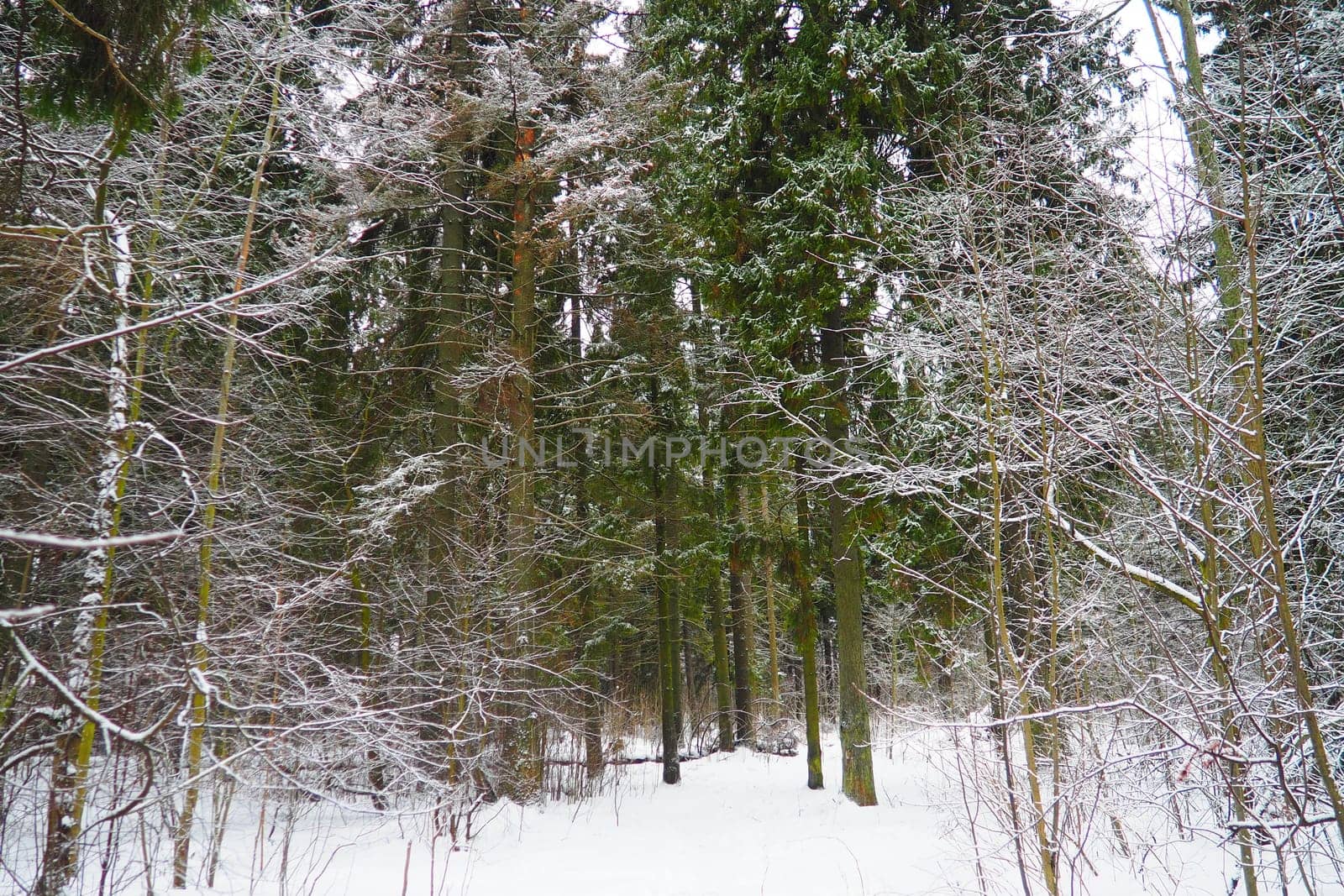 Spruce Picea is a coniferous evergreen tree of the Pine family Pinaceae. Evergreen trees. Common spruce, or Norway spruce Picea abies is widespread in northern Europe. Snowy winter coniferous forest.