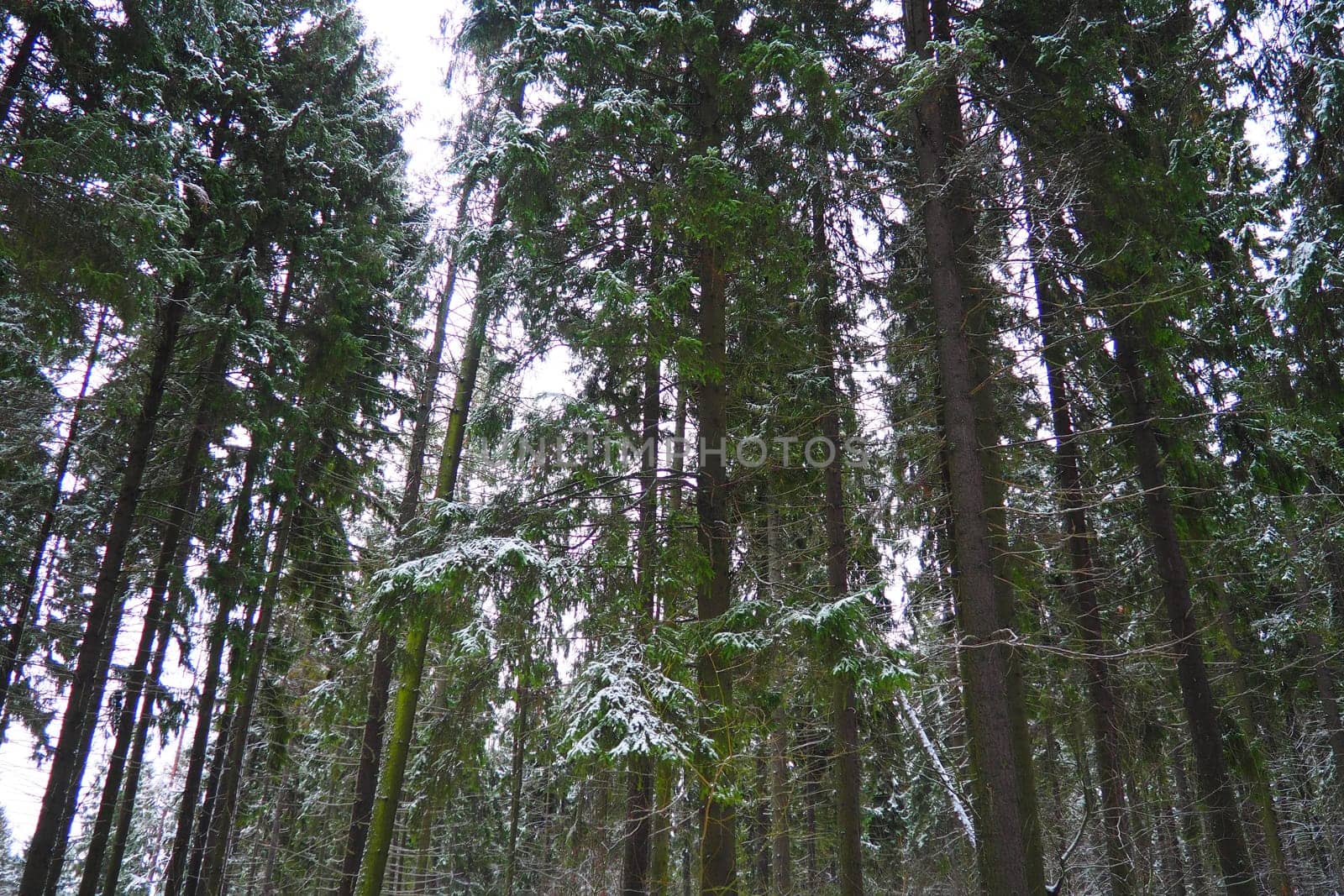 Spruce Picea is a coniferous evergreen tree of the Pine family Pinaceae. Evergreen trees. Common spruce, or Norway spruce Picea abies is widespread in northern Europe. Snowy winter coniferous forest.
