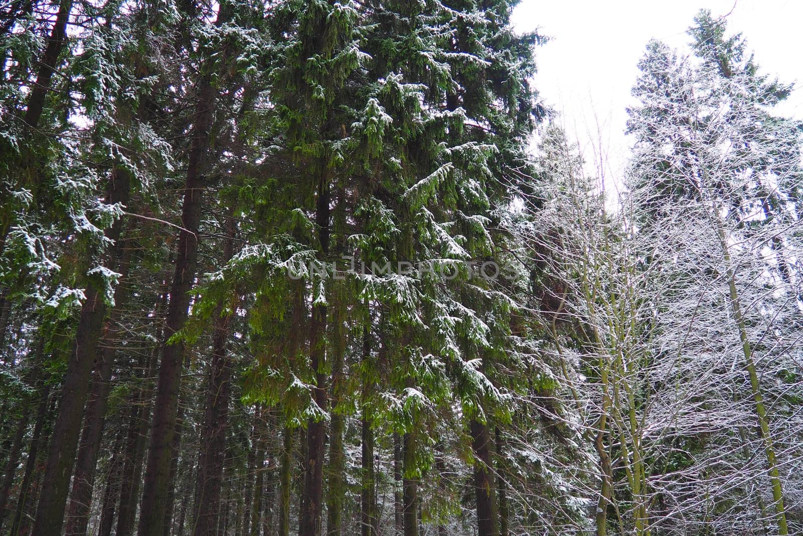 Spruce Picea is a coniferous evergreen tree of the Pine family Pinaceae. Evergreen trees. Common spruce, or Norway spruce Picea abies is widespread in northern Europe. Snowy winter coniferous forest.