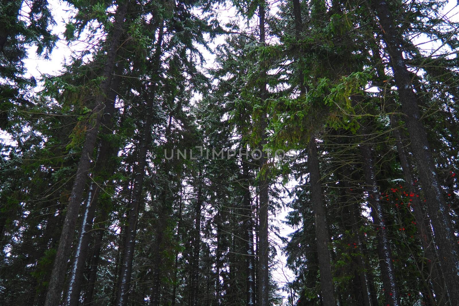 Spruce Picea is a coniferous evergreen tree of the Pine family Pinaceae. Evergreen trees. Common spruce, or Norway spruce Picea abies is widespread in northern Europe. Snowy winter coniferous forest.