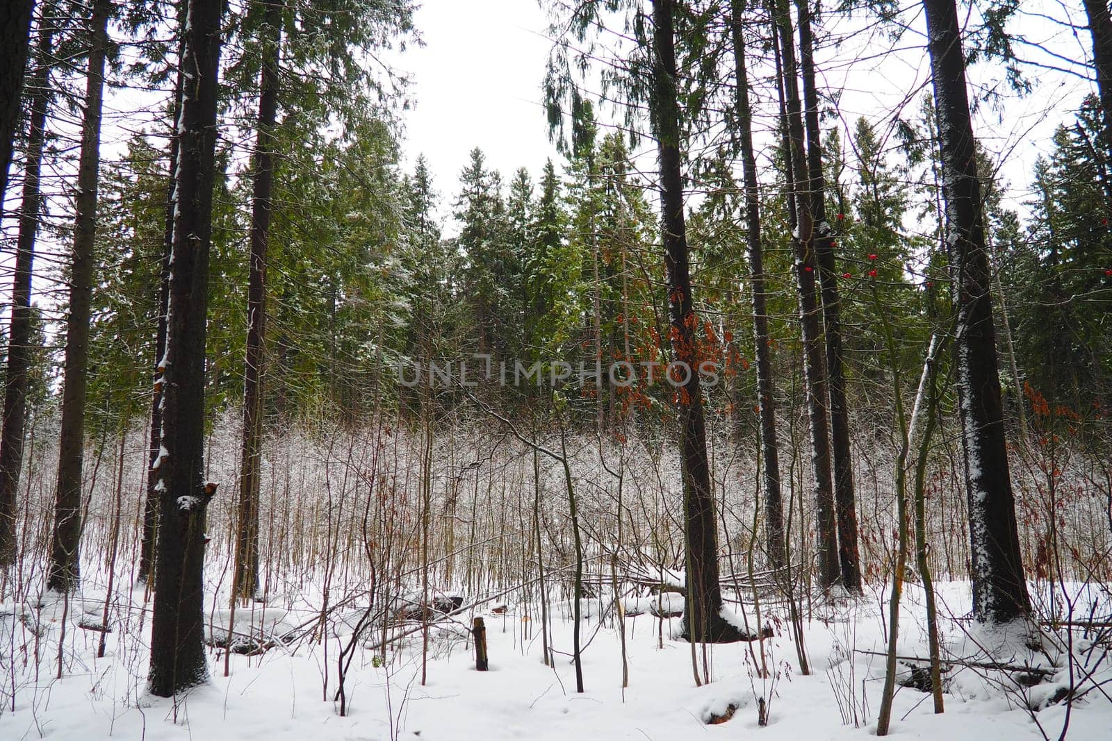 Spruce Picea is a coniferous evergreen tree of the Pine family Pinaceae. Evergreen trees. Common spruce, or Norway spruce Picea abies is widespread in northern Europe. Snowy winter coniferous forest.